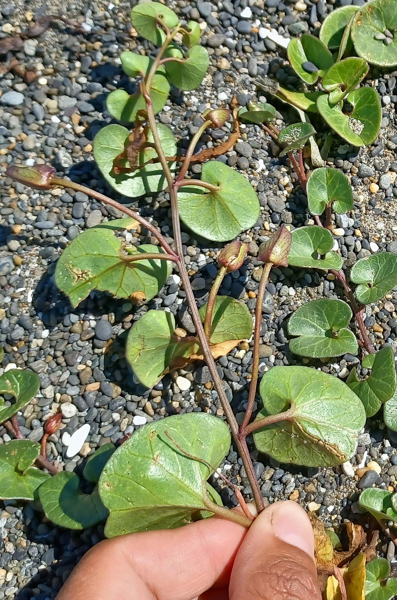 Calystegia soldanella backside of leaves with flower buds. 