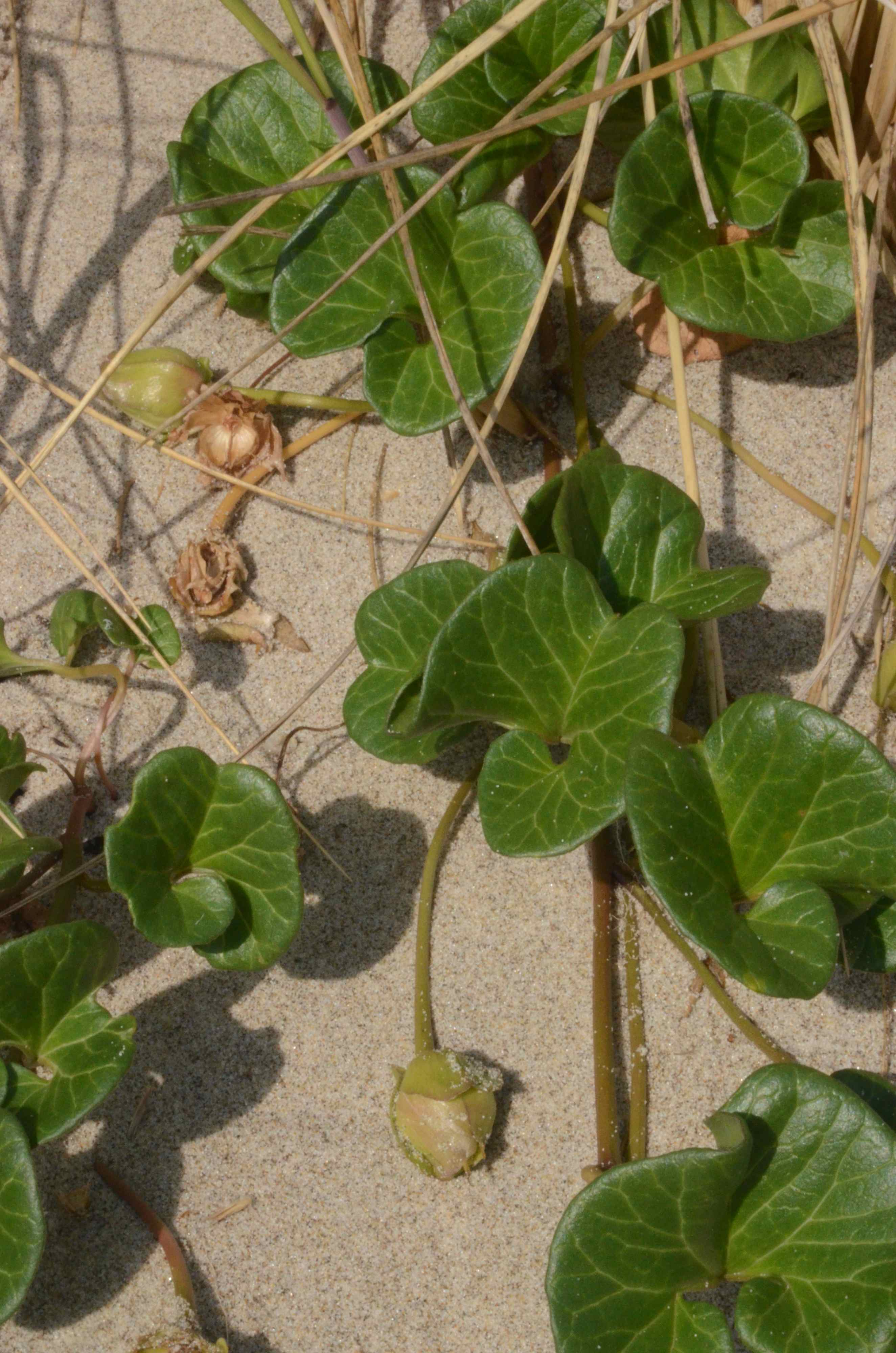 Calystegia soldanella with immature fruit growing in coastal dunes near Pacific City, Oregon.