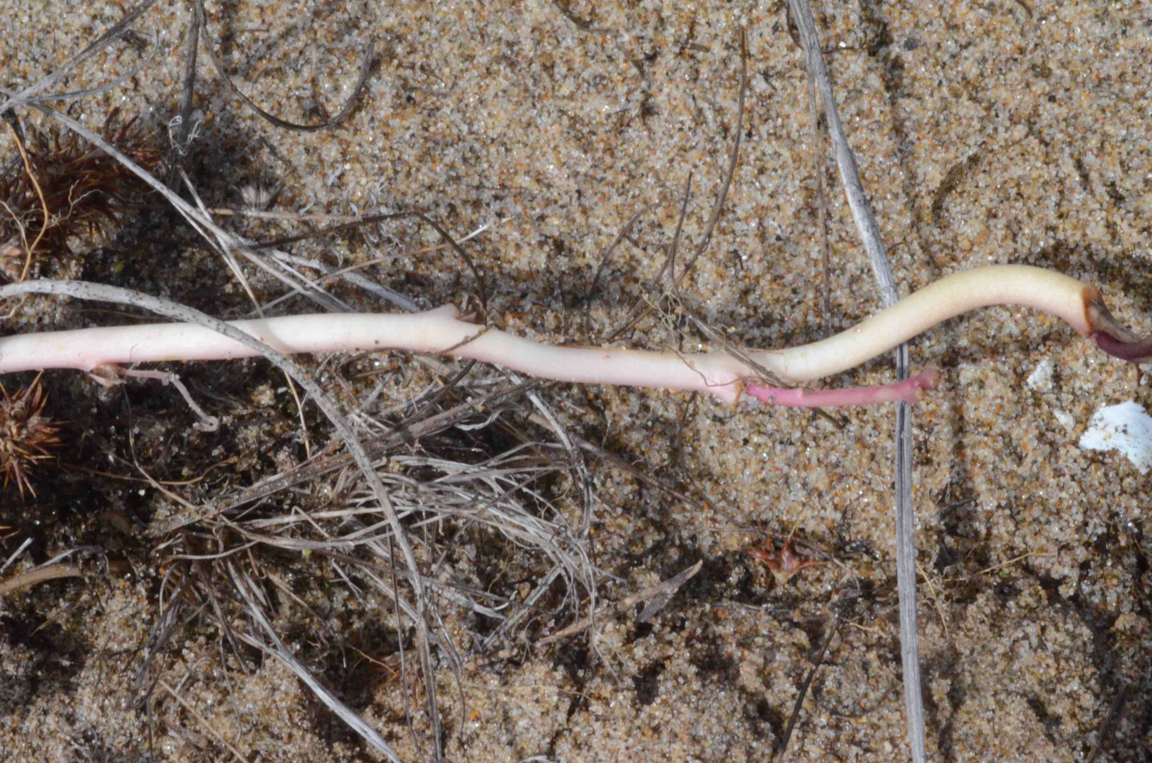 Calystegia soldanella with a modified stem (stolon) that was growing horizontally just below the surface of a coastal dune. 