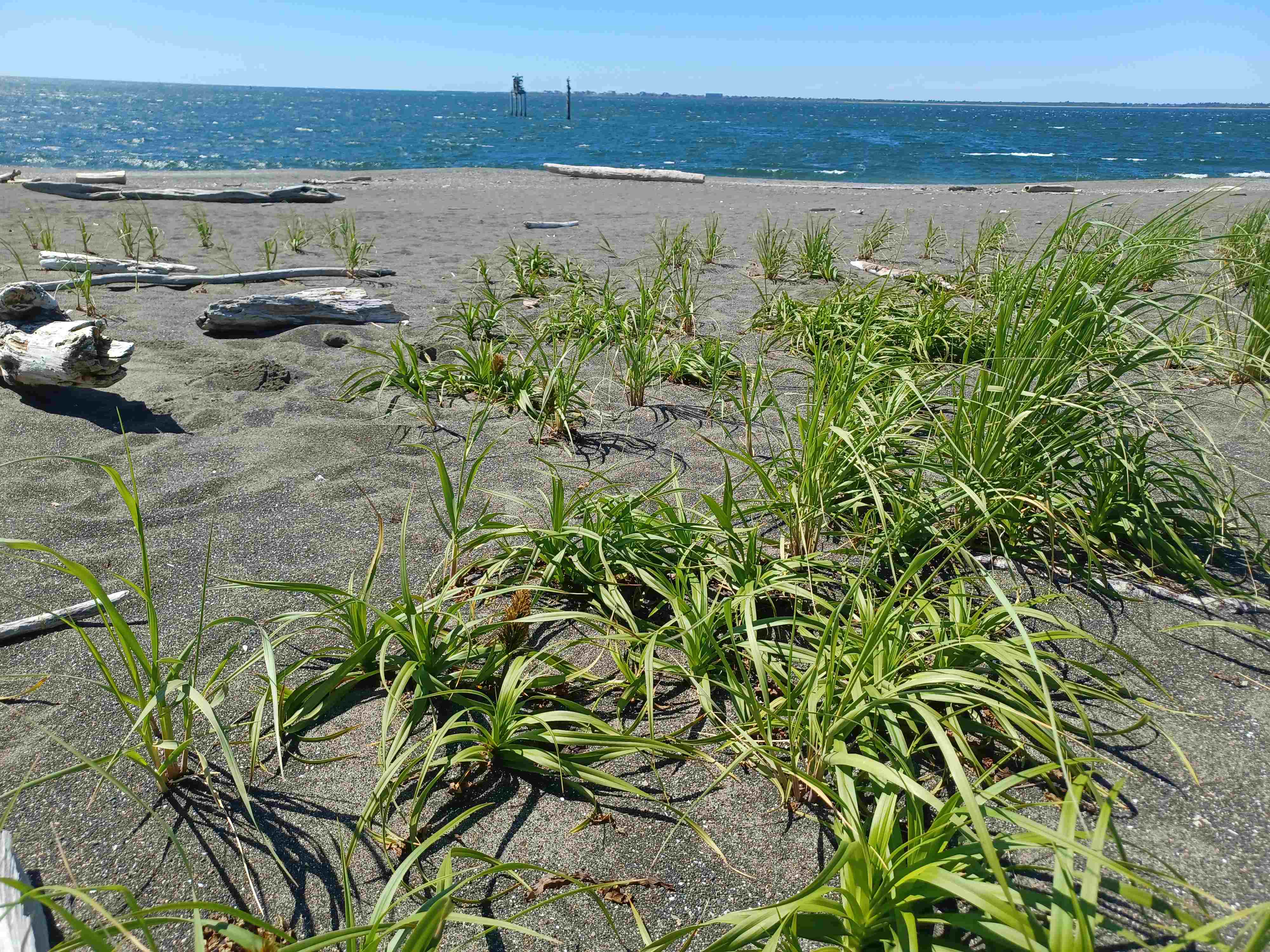 Carex macrocephala growing on a beach near Long Beach, Washington.