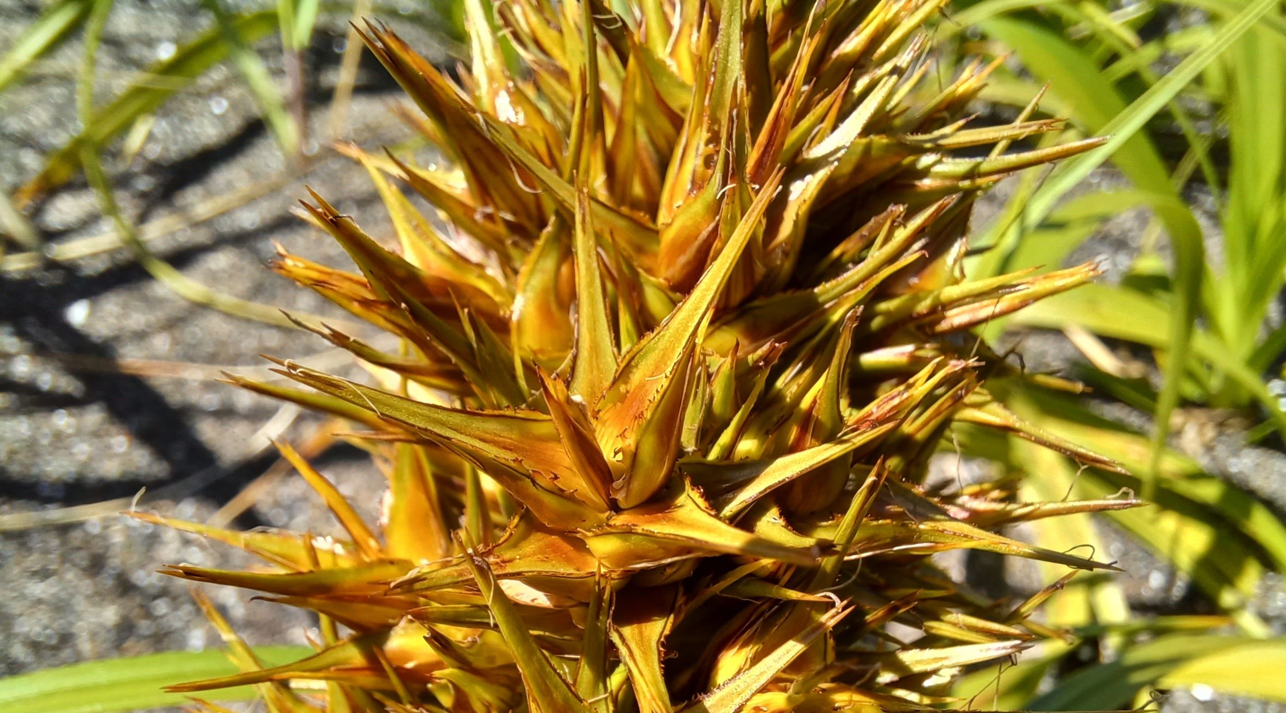 Carex macrocephala with fruits. 