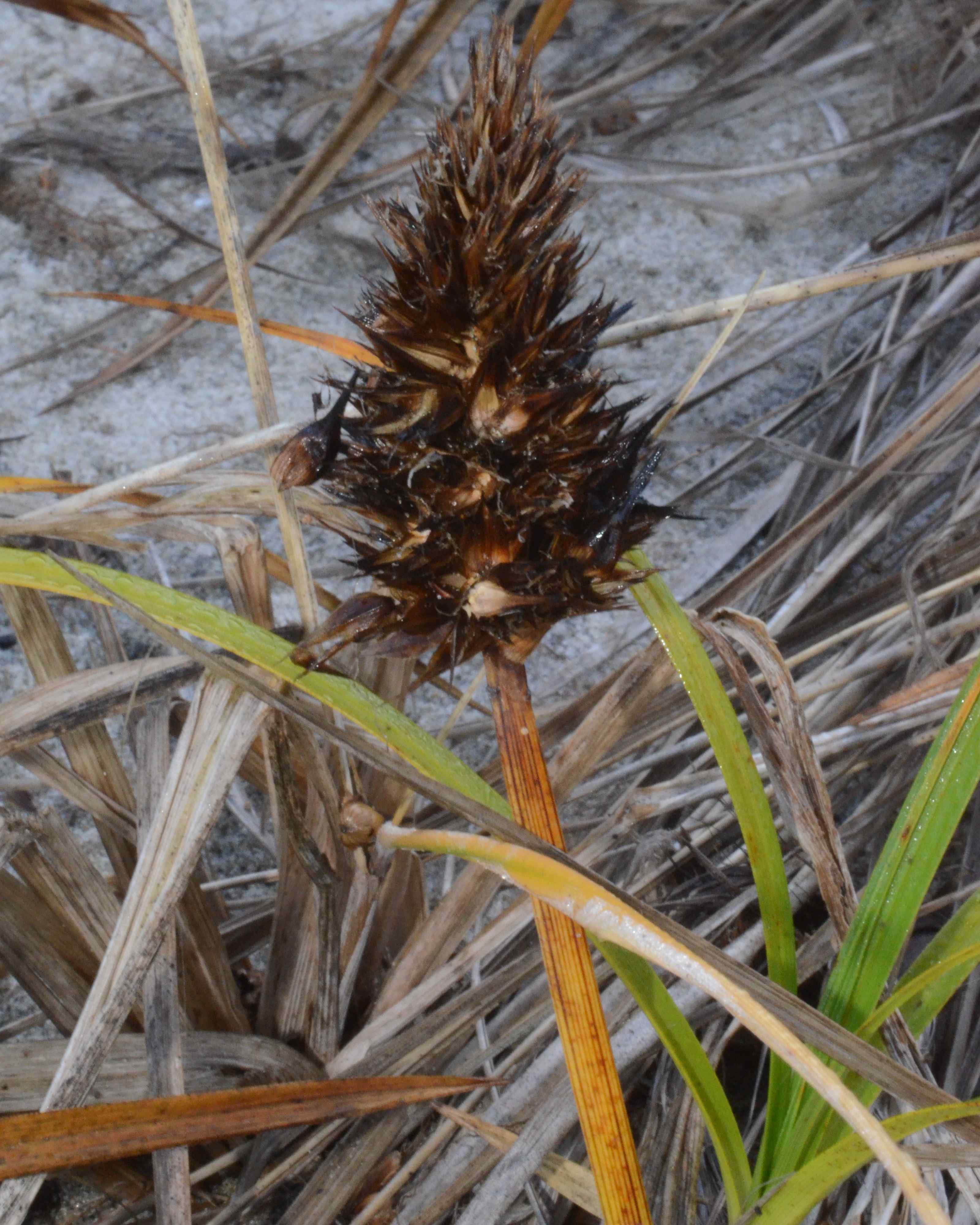 Carex macrocephala with a fruiting stem.