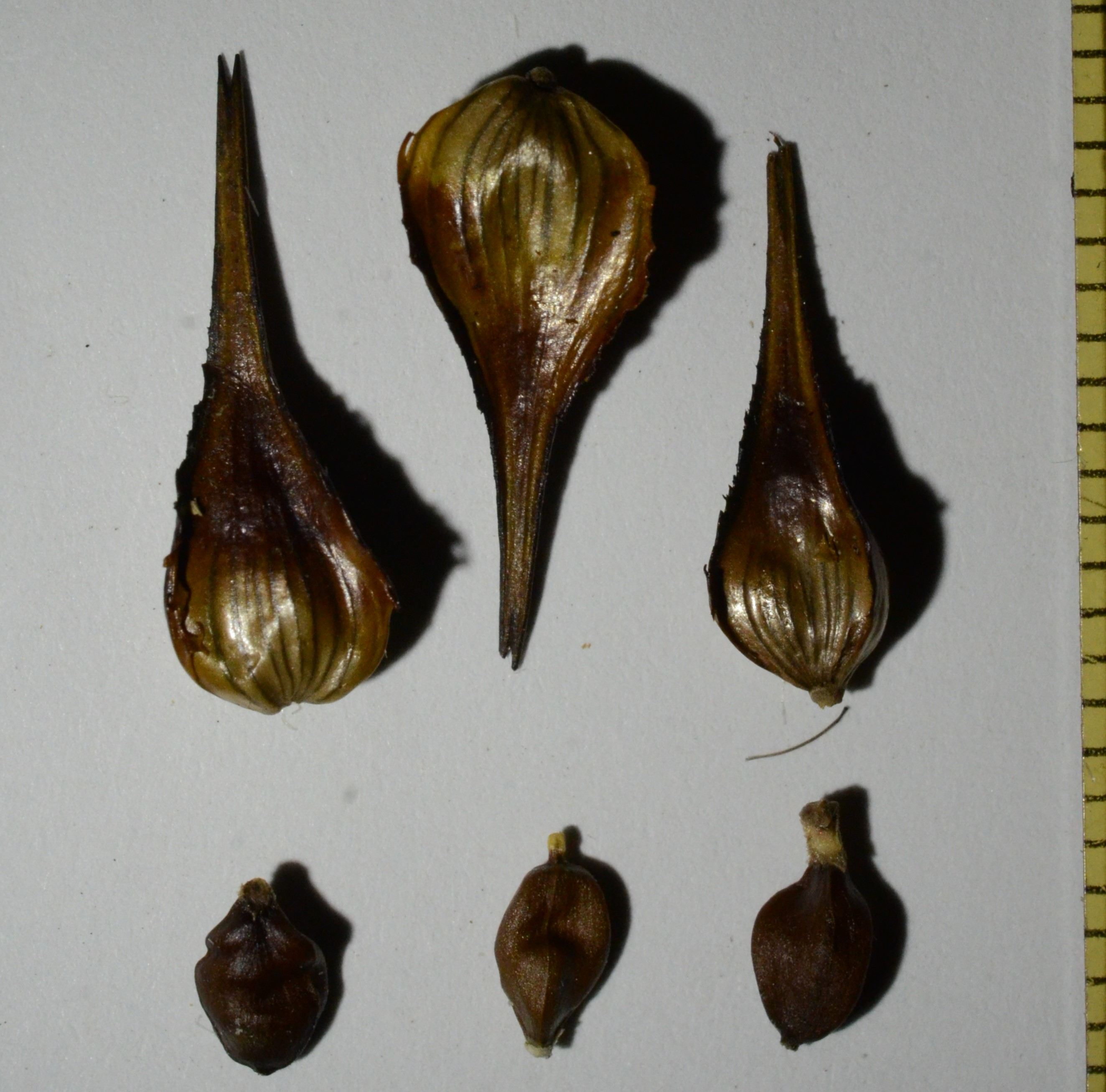 Carex macrocephala fruits (top) and seeds (bottom). 