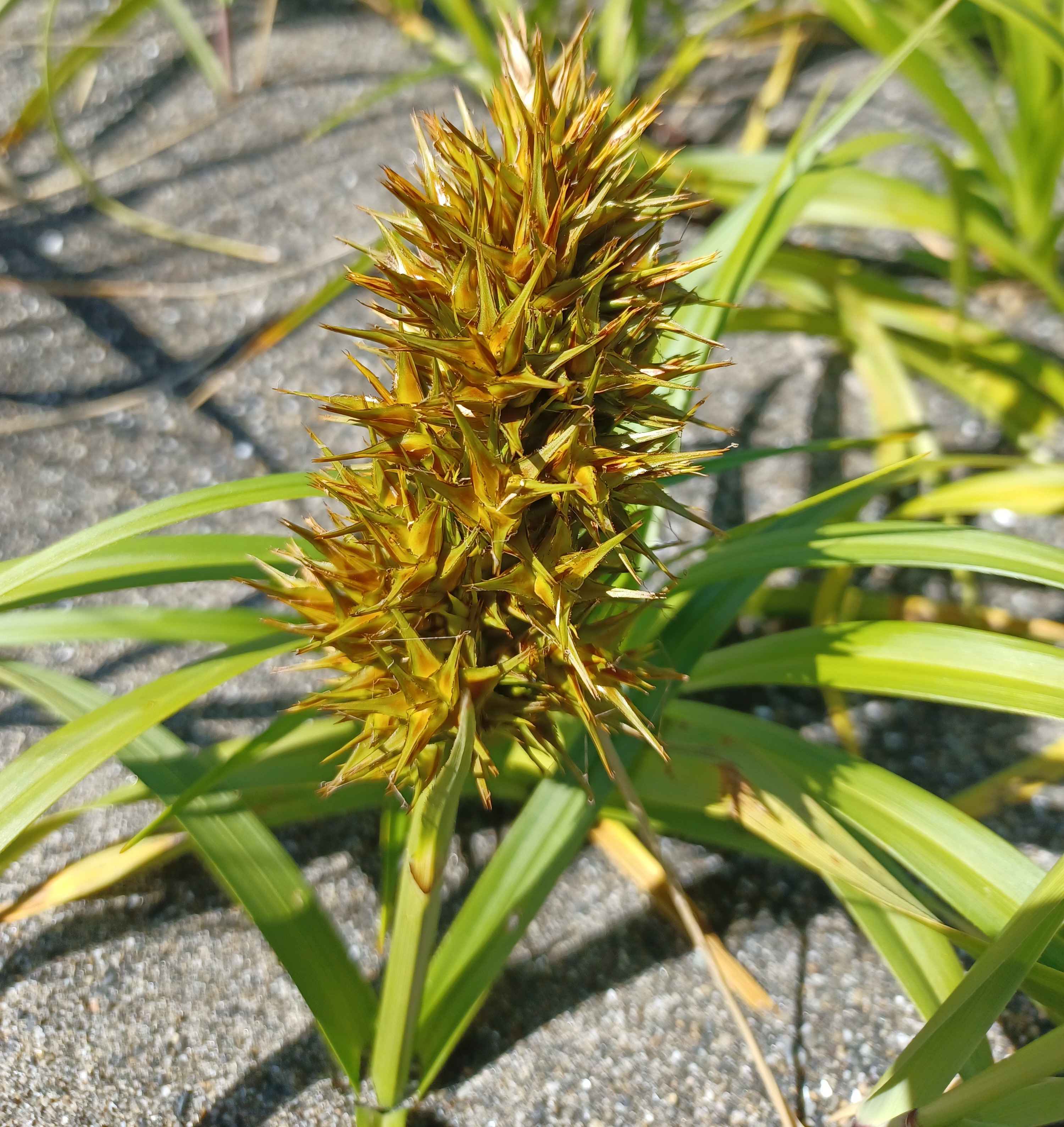 Carex macrocephala with immature fruits. 