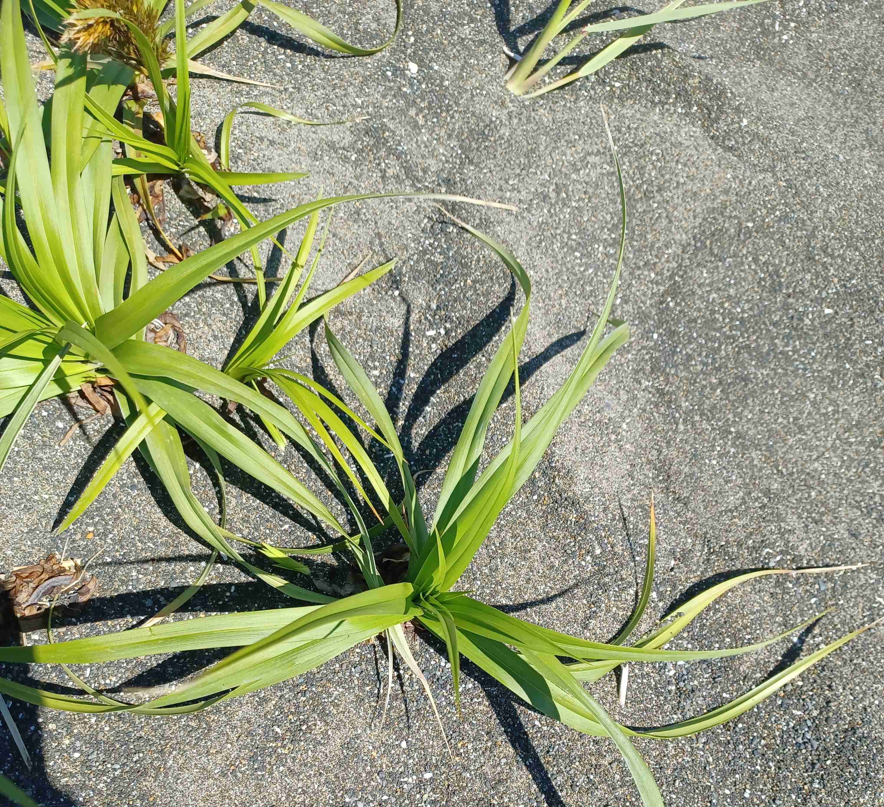 Carex macrocephala plant growing in sandy soil. 