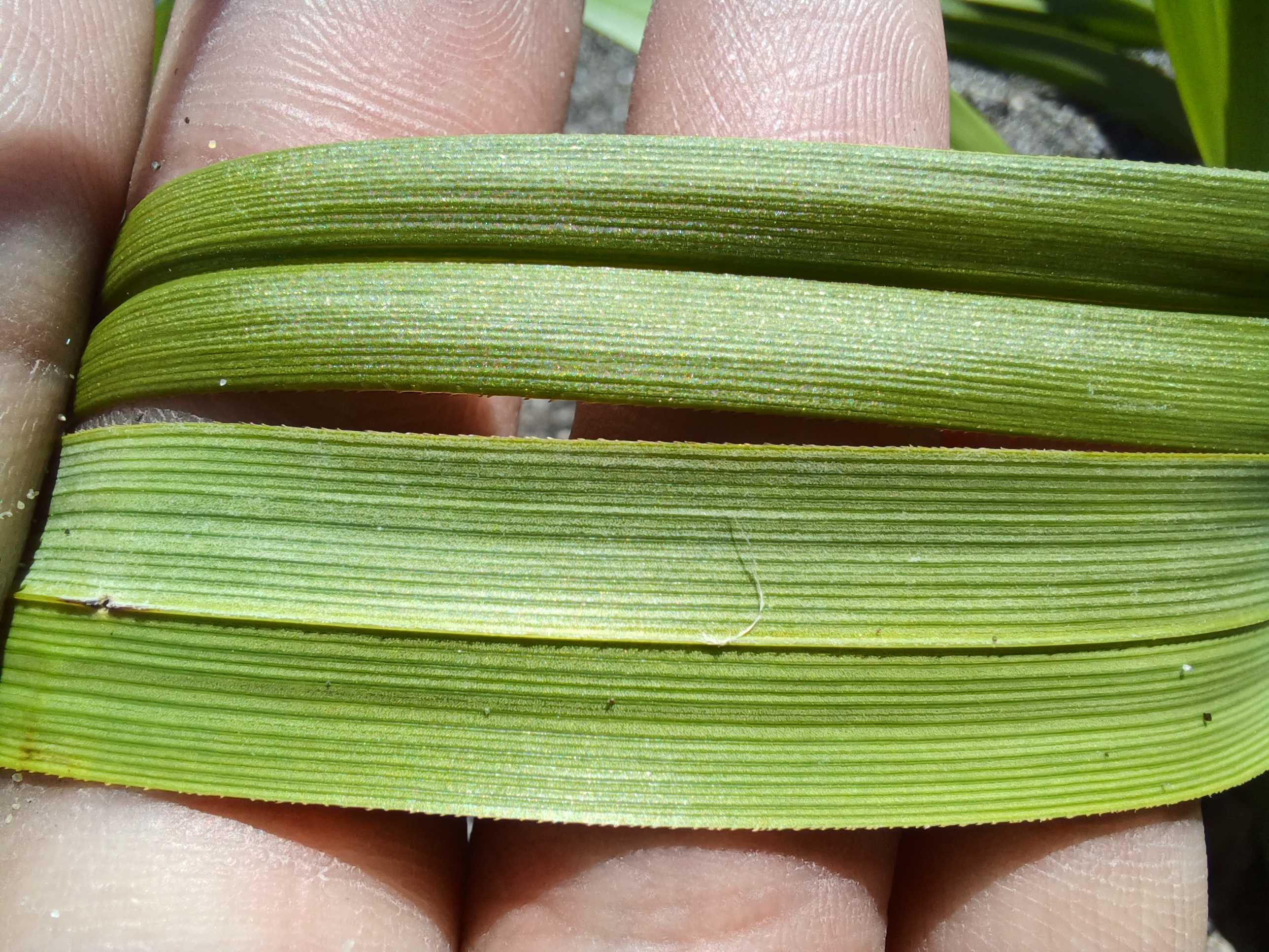 Carex macrocephala leaves viewed from above (top) and below (bottom).