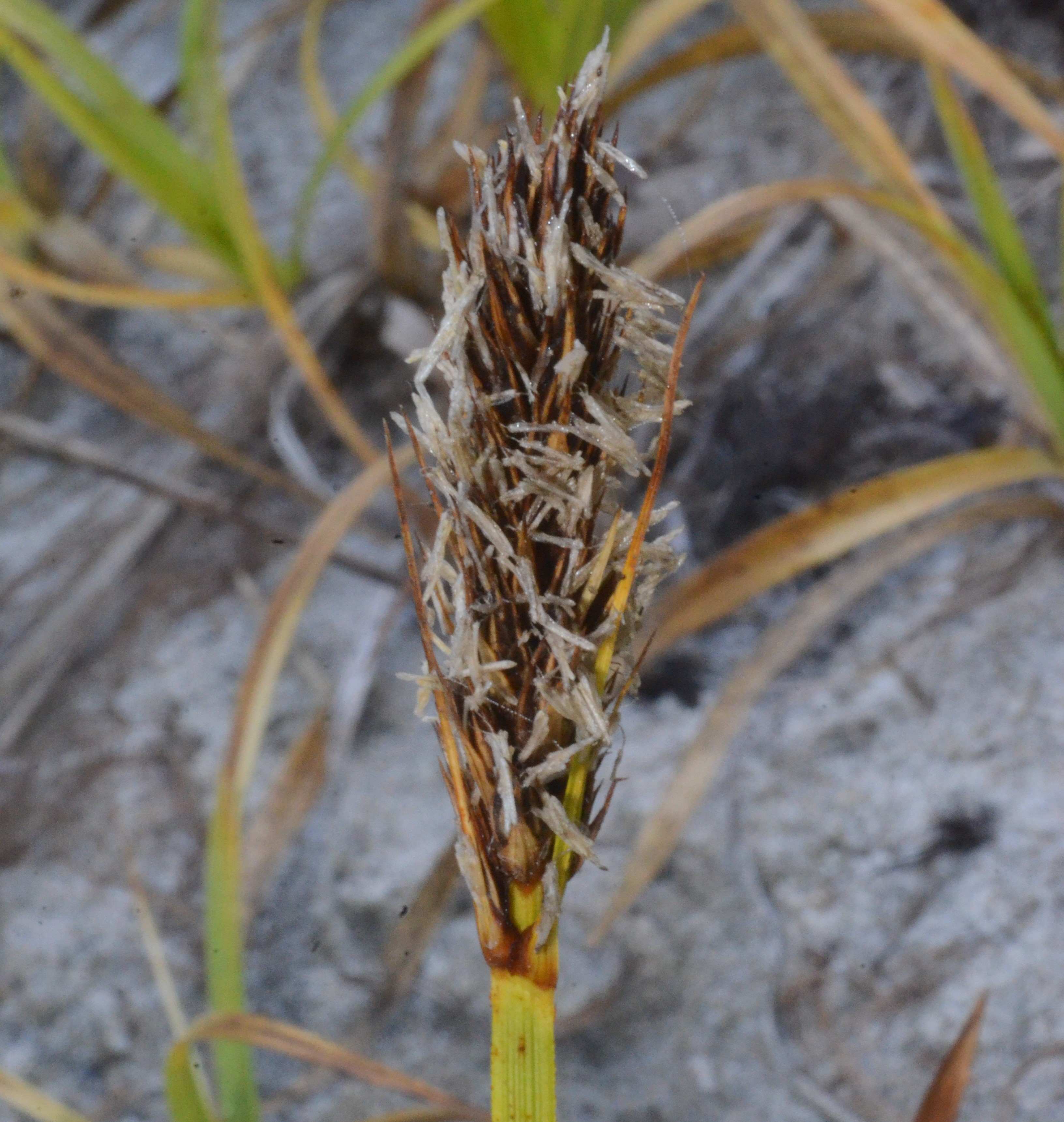 Carex macrocephala with male flowers