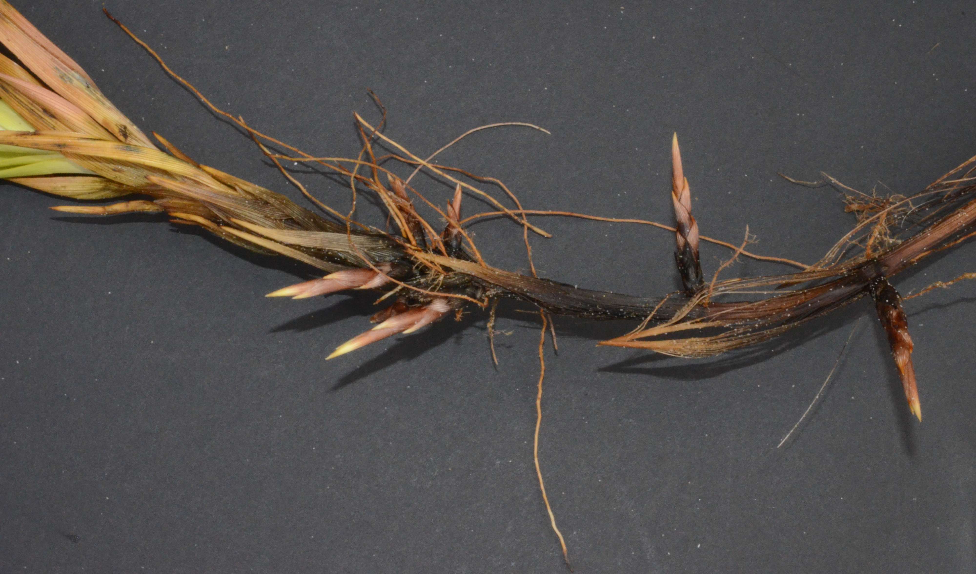 Carex macrocephala with new shoots forming along the rhizome.