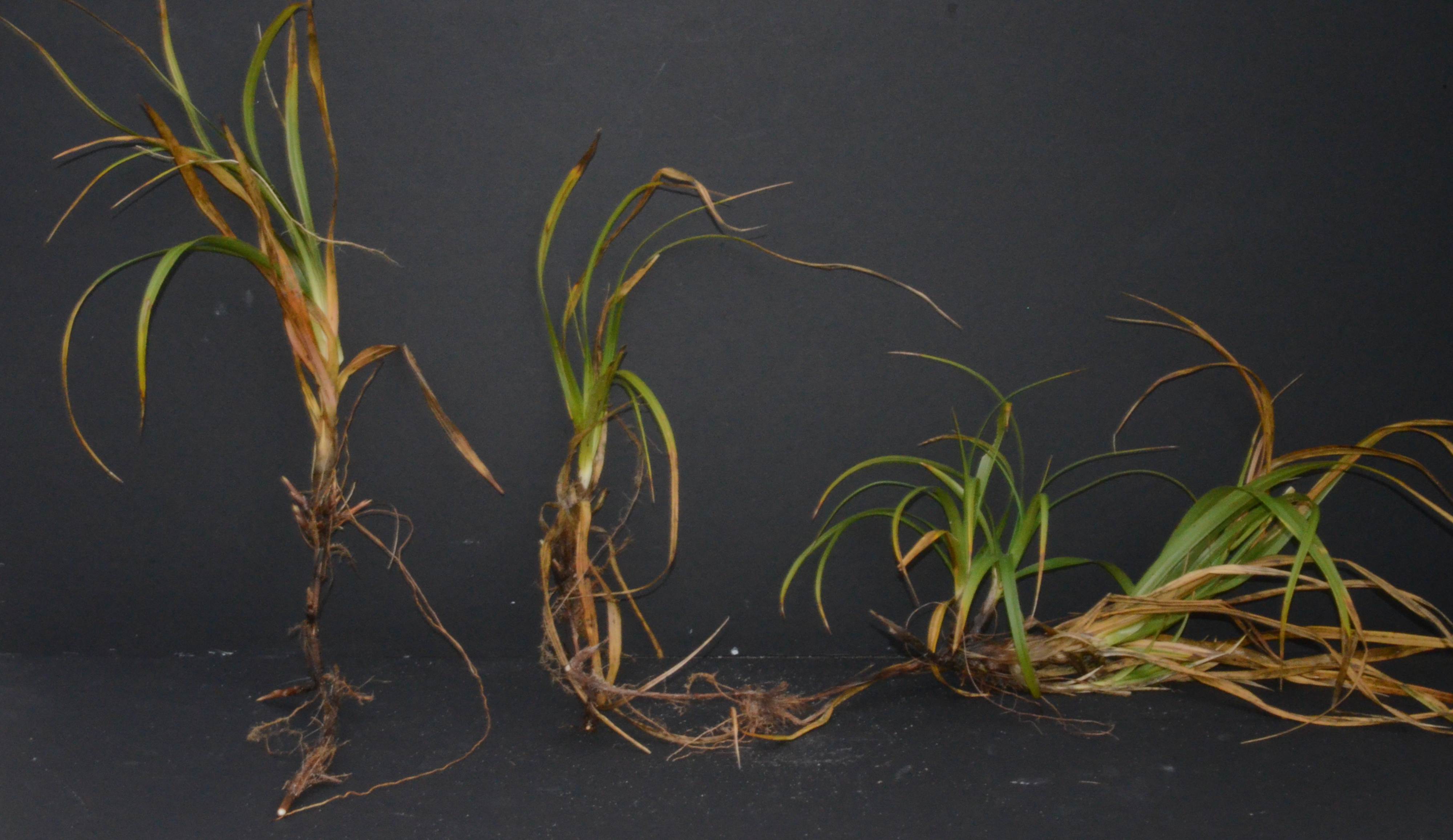 Carex macrocephala division with roots, rhizomes, and leaves present.