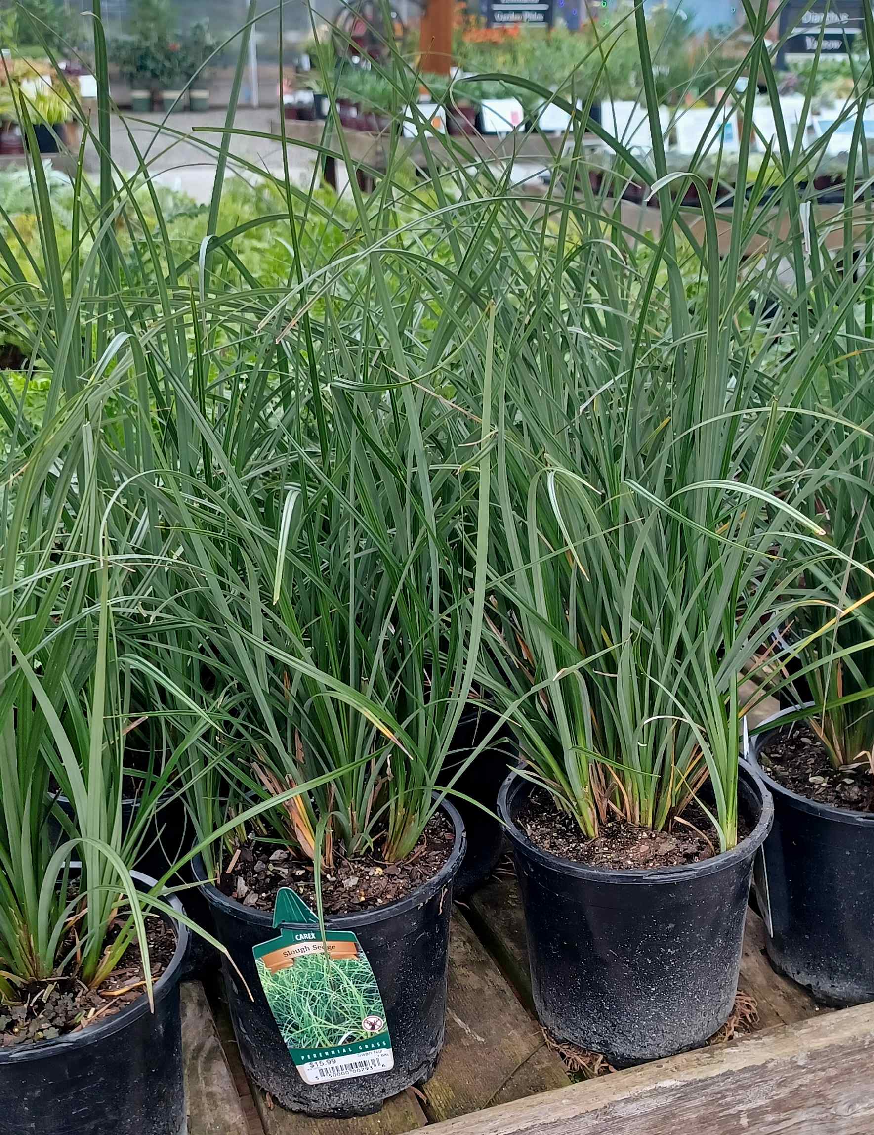 Carex obnupta growing in 1-gallon containers at a nursery near Seattle, WA.