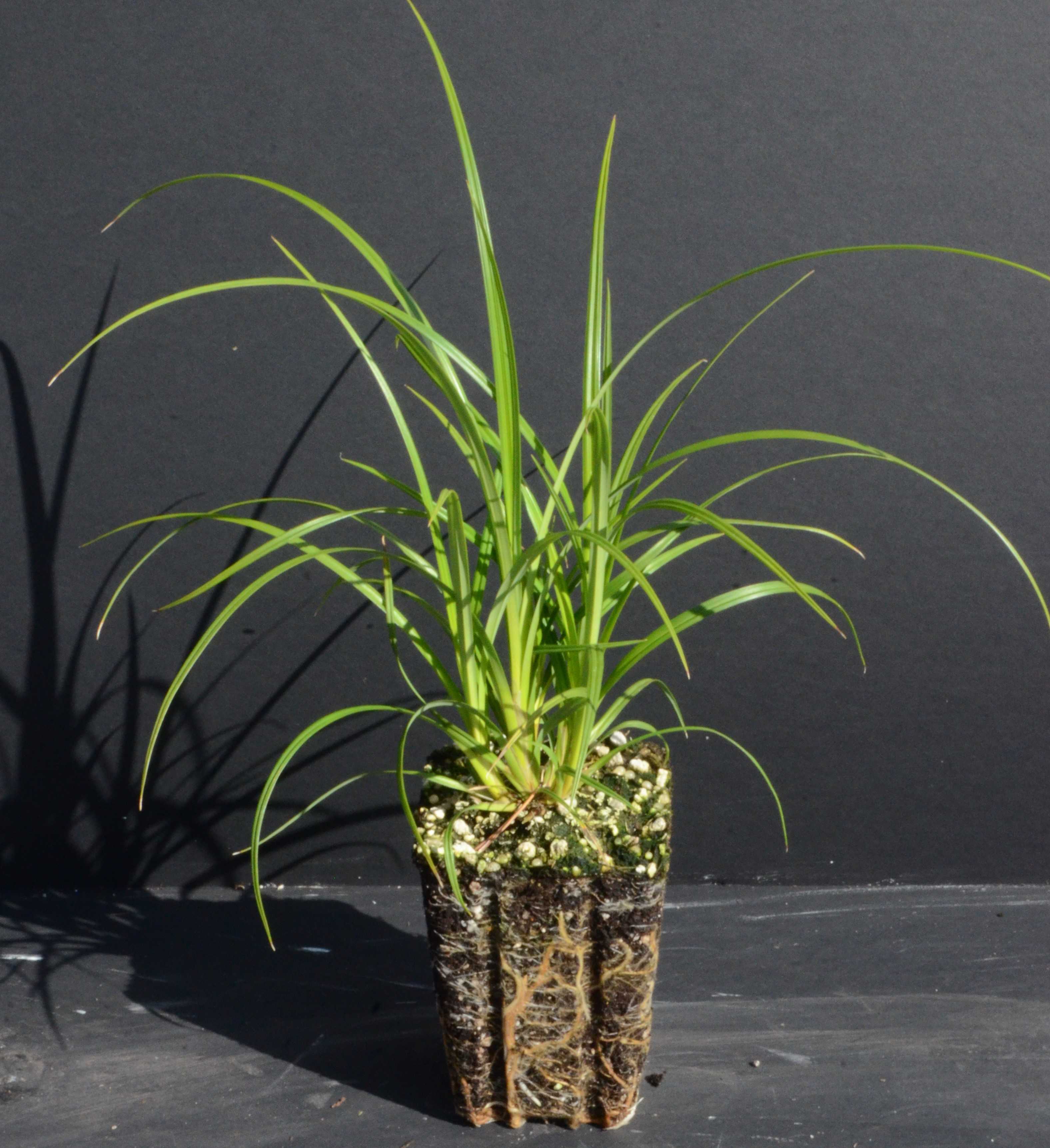 Carex obnupta grown in a 4-inch container at the Berry Seed Bank research nursery located in Portland, Oregon. 