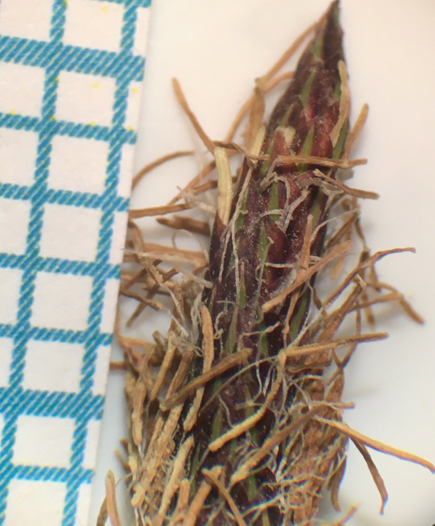 Carex obnupta male flowers under microscope.