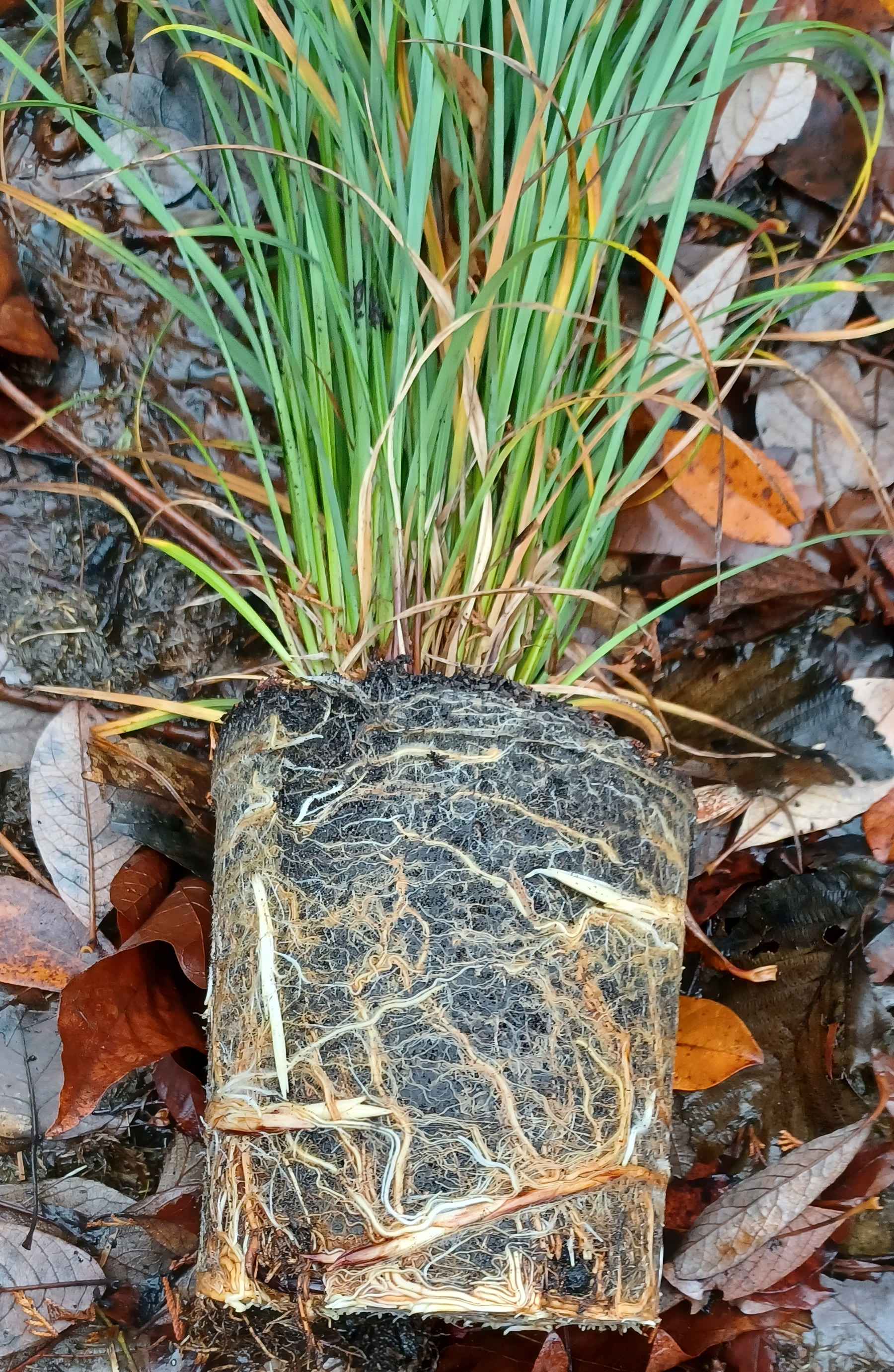 Carex obnupta rootball of plant grown in a 1-gallon container.