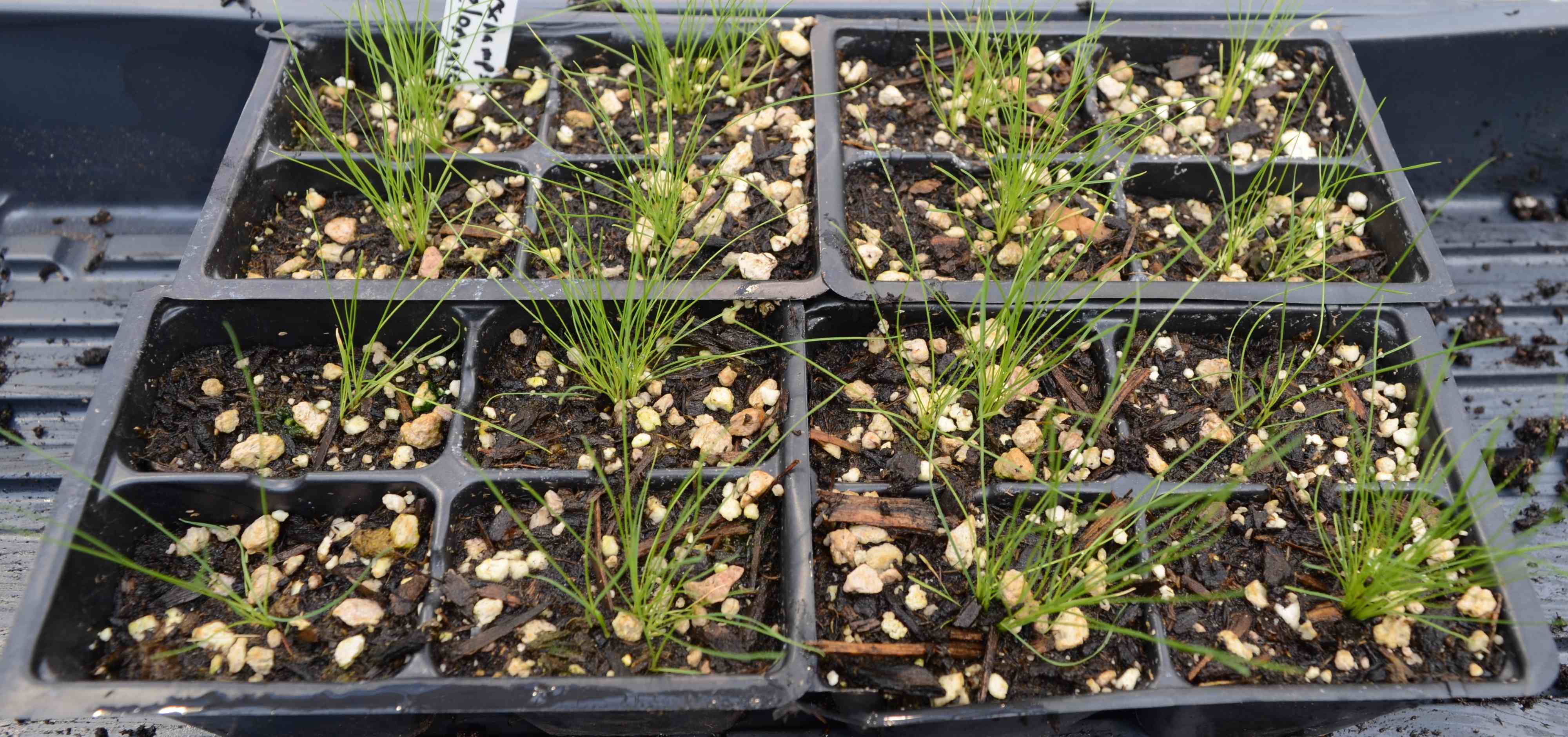 Deschampsia elongata seedlings growing in 48-cell flats at the Berry Seed Bank research greenhouse located in Portland, Oregon.