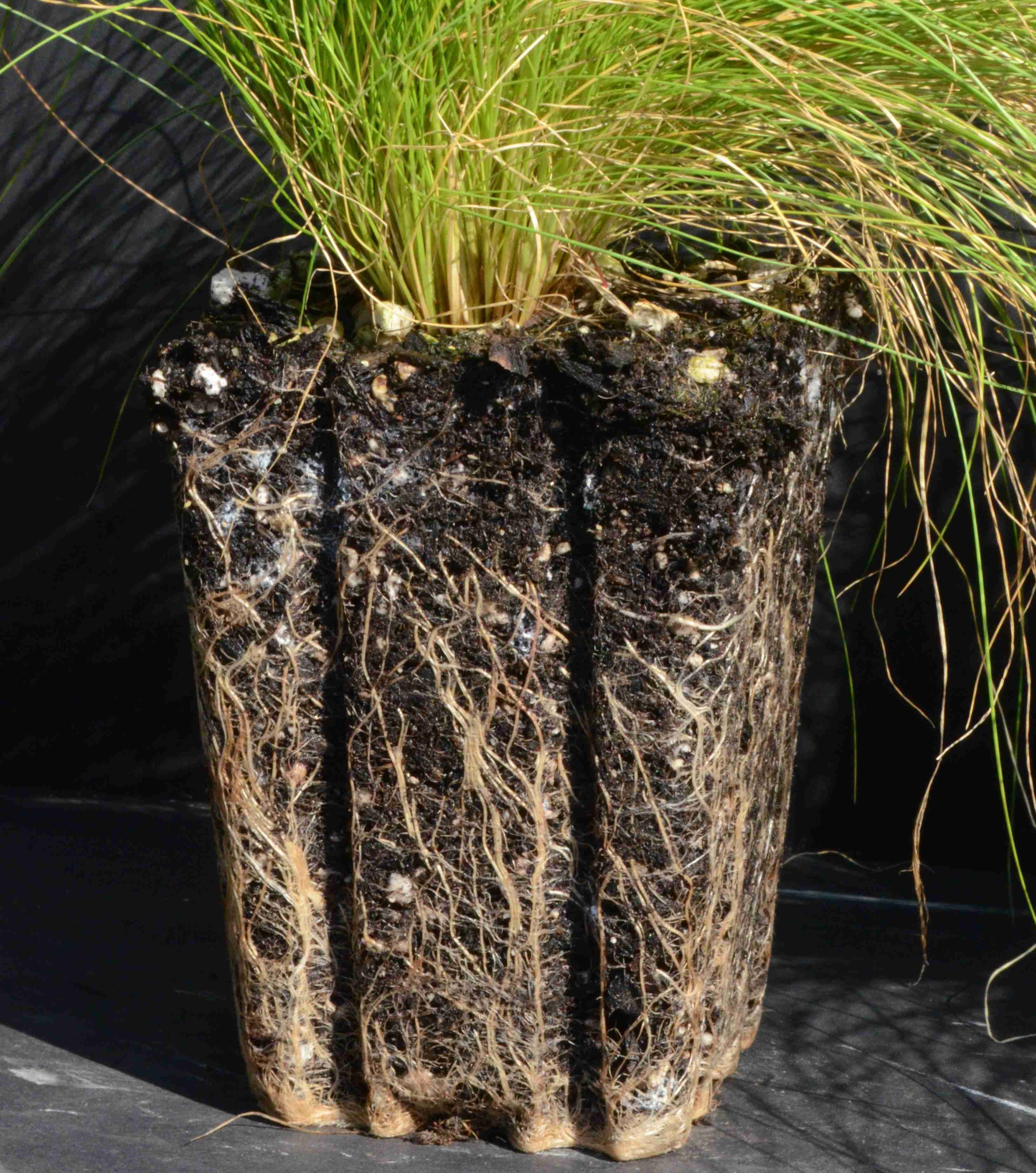 Deschampsia elongata with rootball for plant grown in a 4-inch container at the Berry Seed Bank research nursery located in Portland, Oregon.  