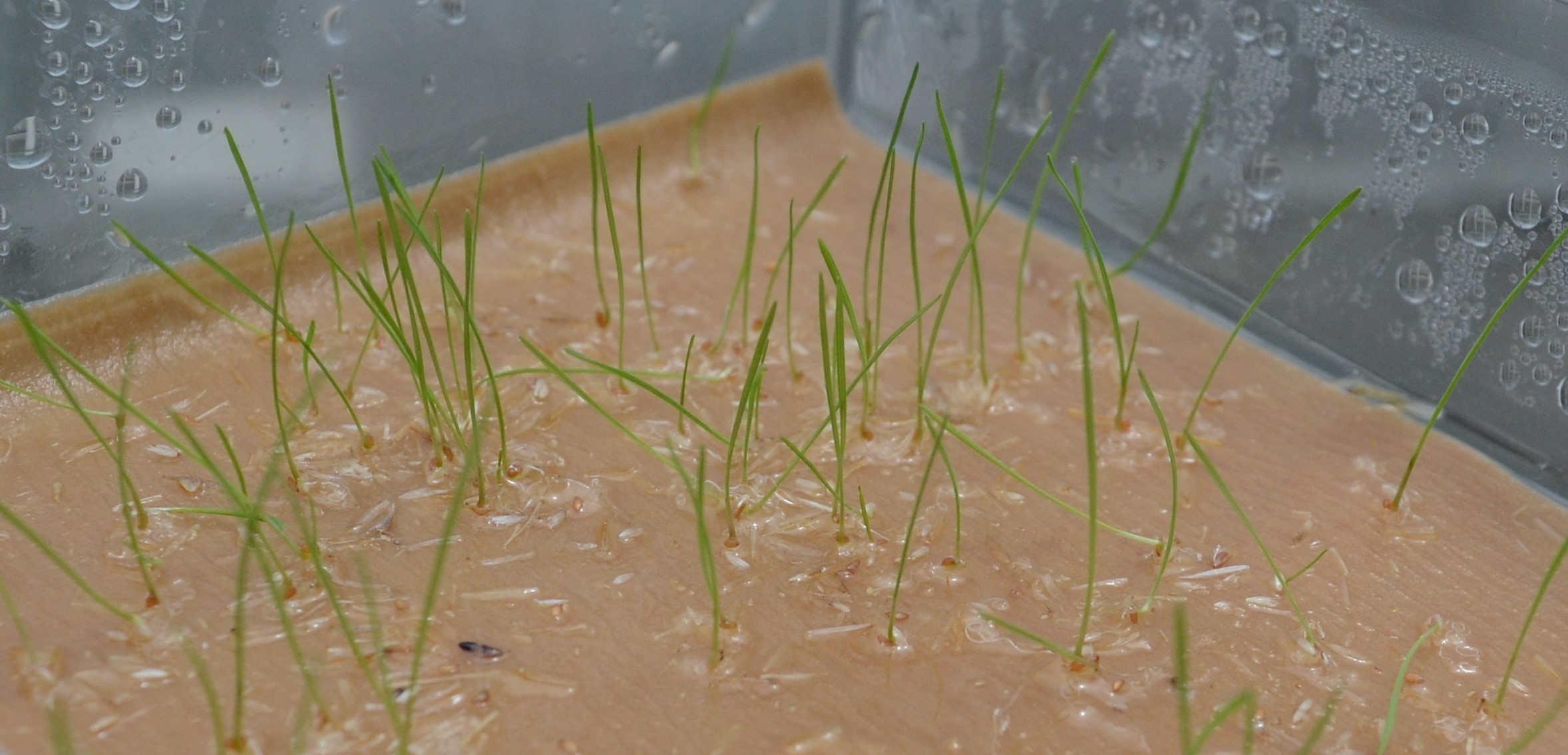 Deschampsia elongata seedlings.