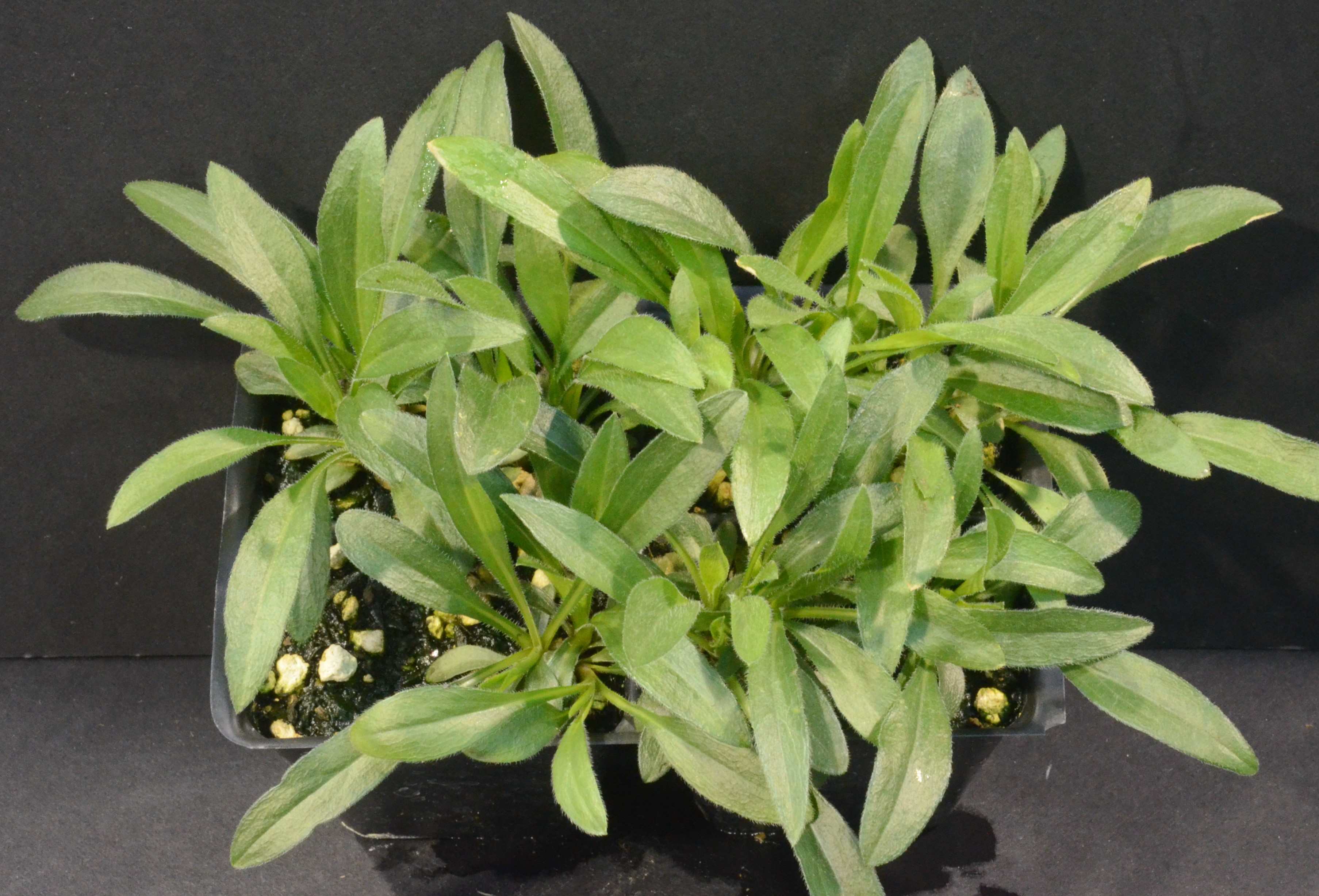 Erigeron peregrinus seedlings growing in 48-cell liners at the Berry Seed Bank research greenhouse located in Portland, Oregon.