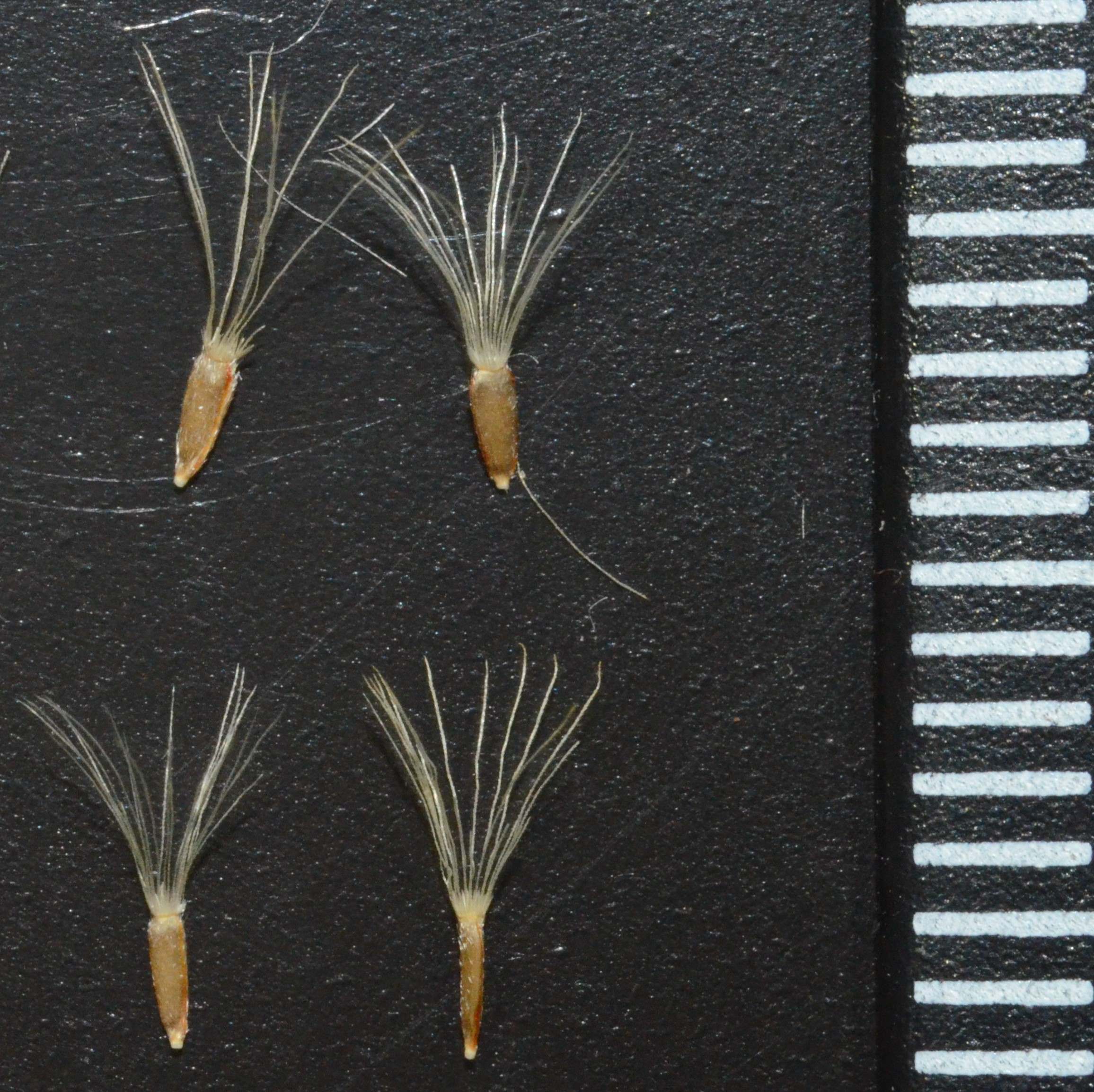 Erigeron peregrinus fruits (achenes) with a mm ruler on the right. 