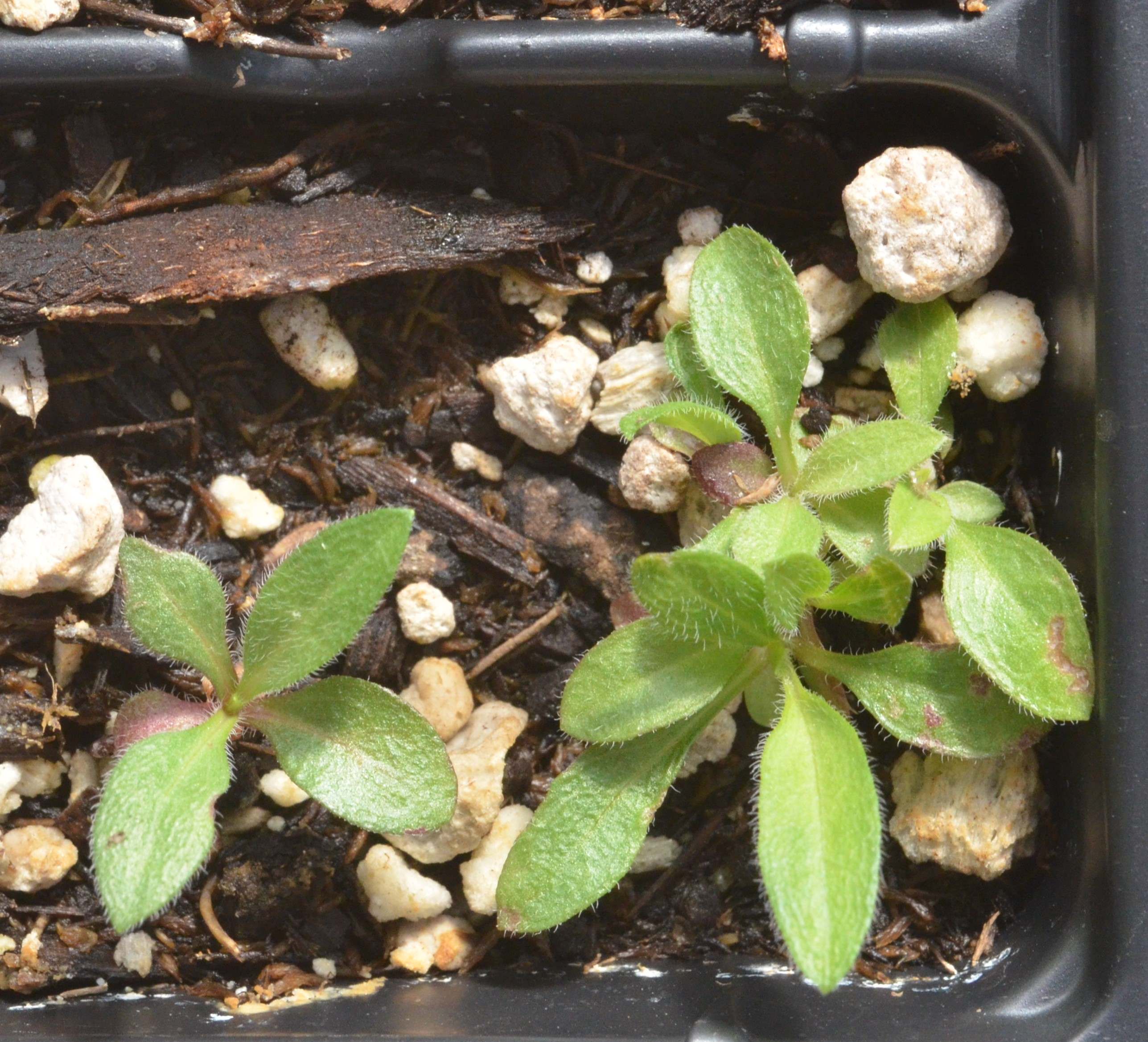 Erigeron peregrinus seedlings growing in 48-cell liners at the Berry Seed Bank research greenhouse located in Portland, Oregon.