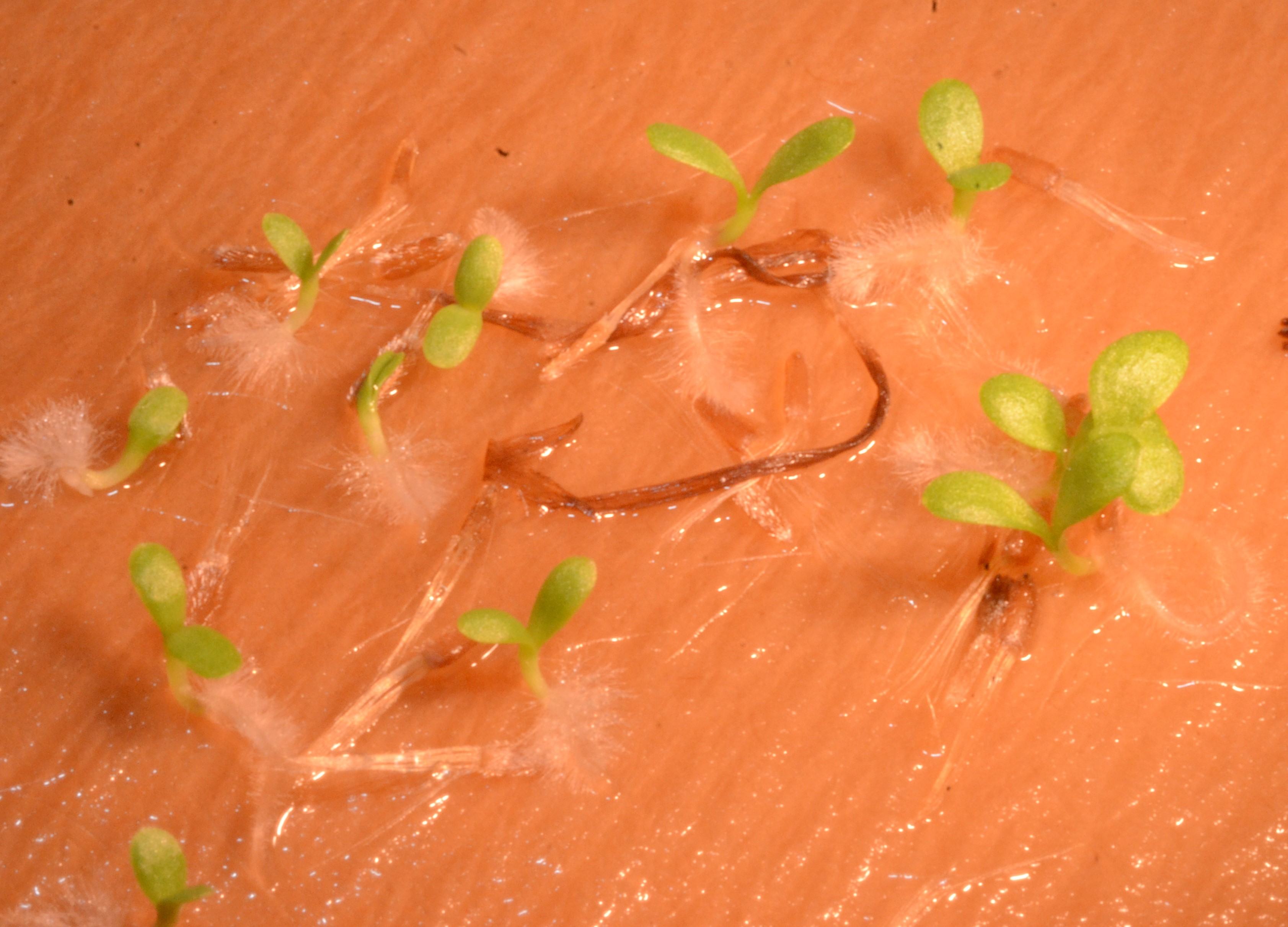 Erigeron peregrinus seedlings with cotyledons (seed leaves) germinated within a growth chamber set at a 25/15°C (77/59°F) day/night temperature with a 12-hour day photoperiod of cool-white fluorescent light.