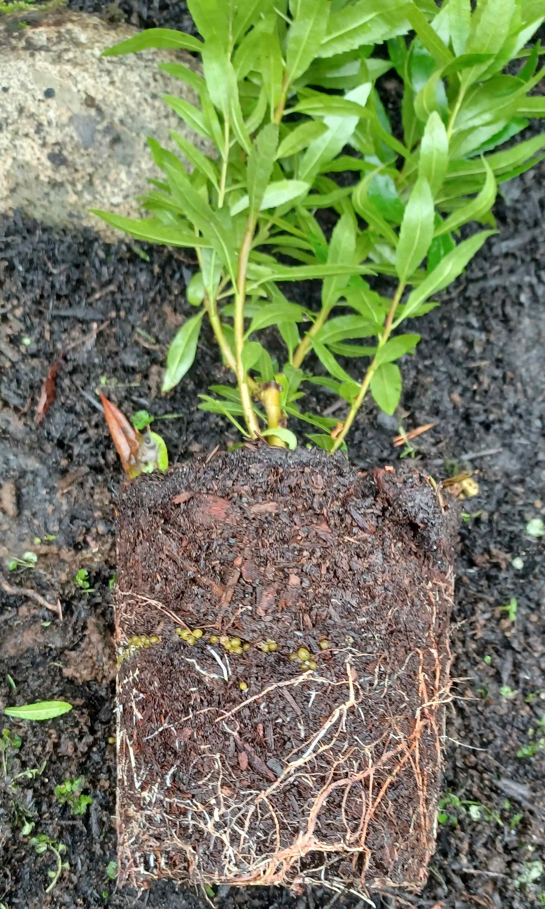 Myrica californica rootball of plant grown in a 1-gallon container.