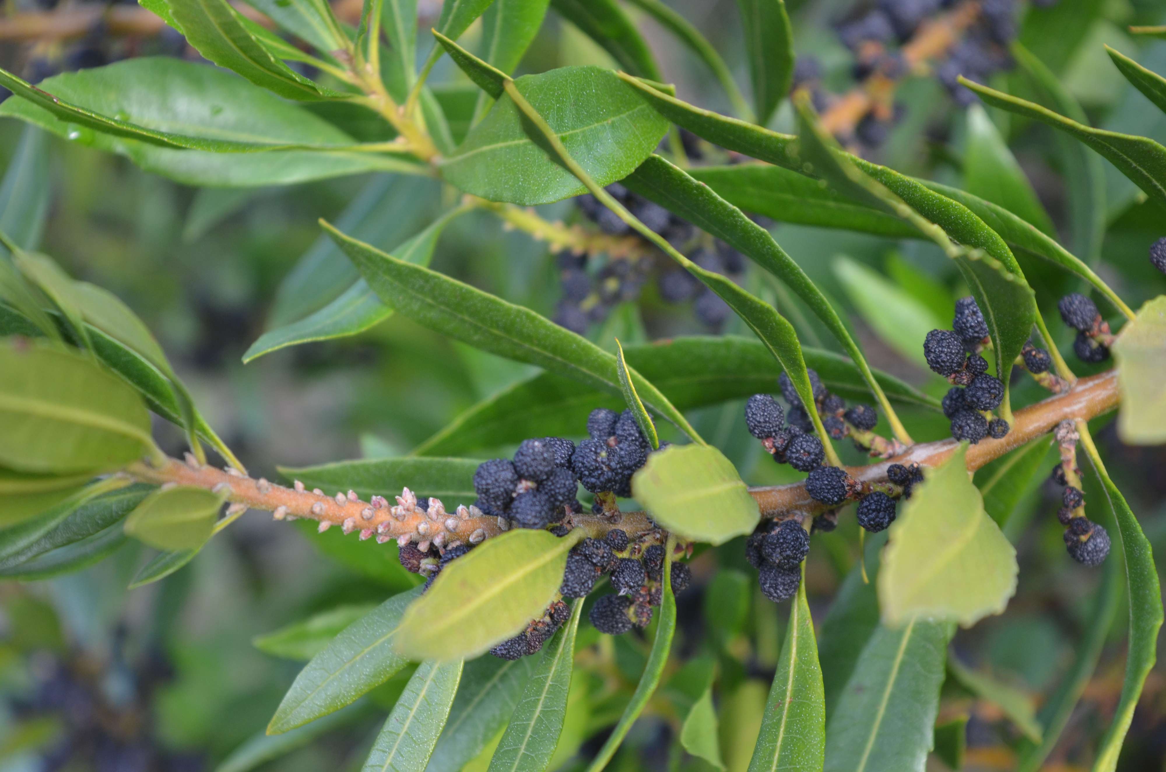 Myrica californica with mature fruits.