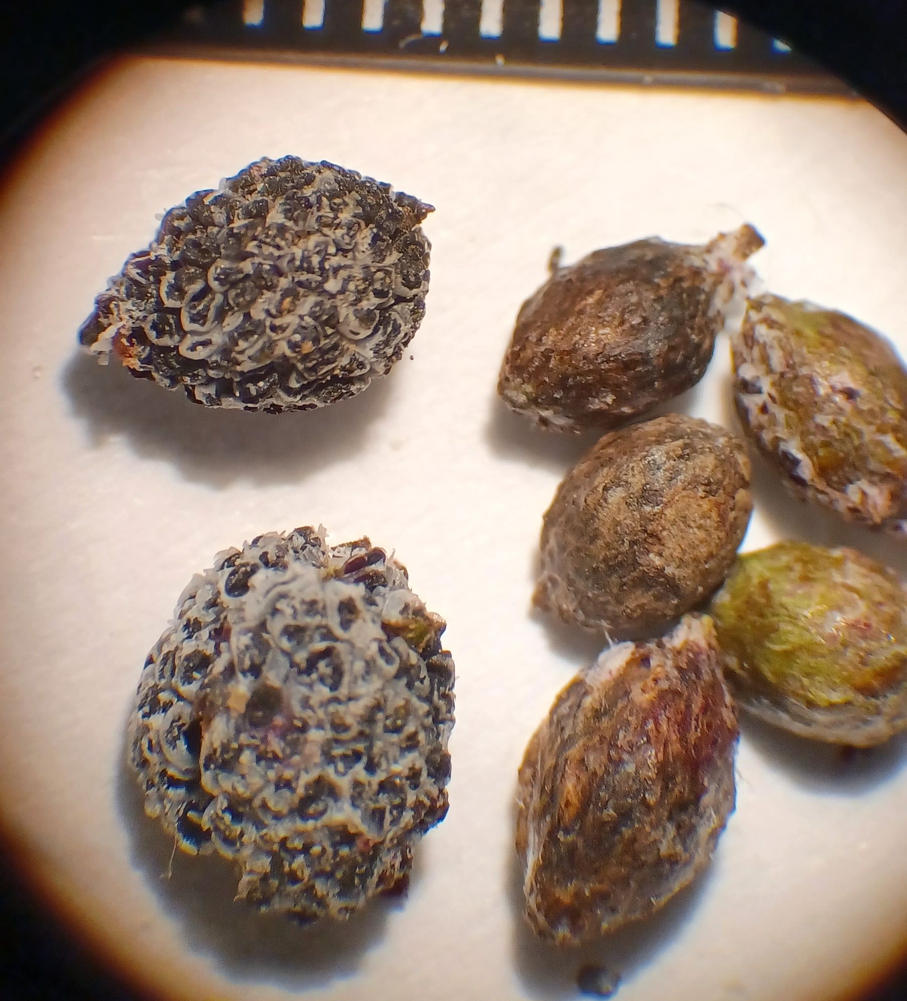 Myrica californica fruits with (left) and without (right) waxy coating. Note the mm ruler on top.  