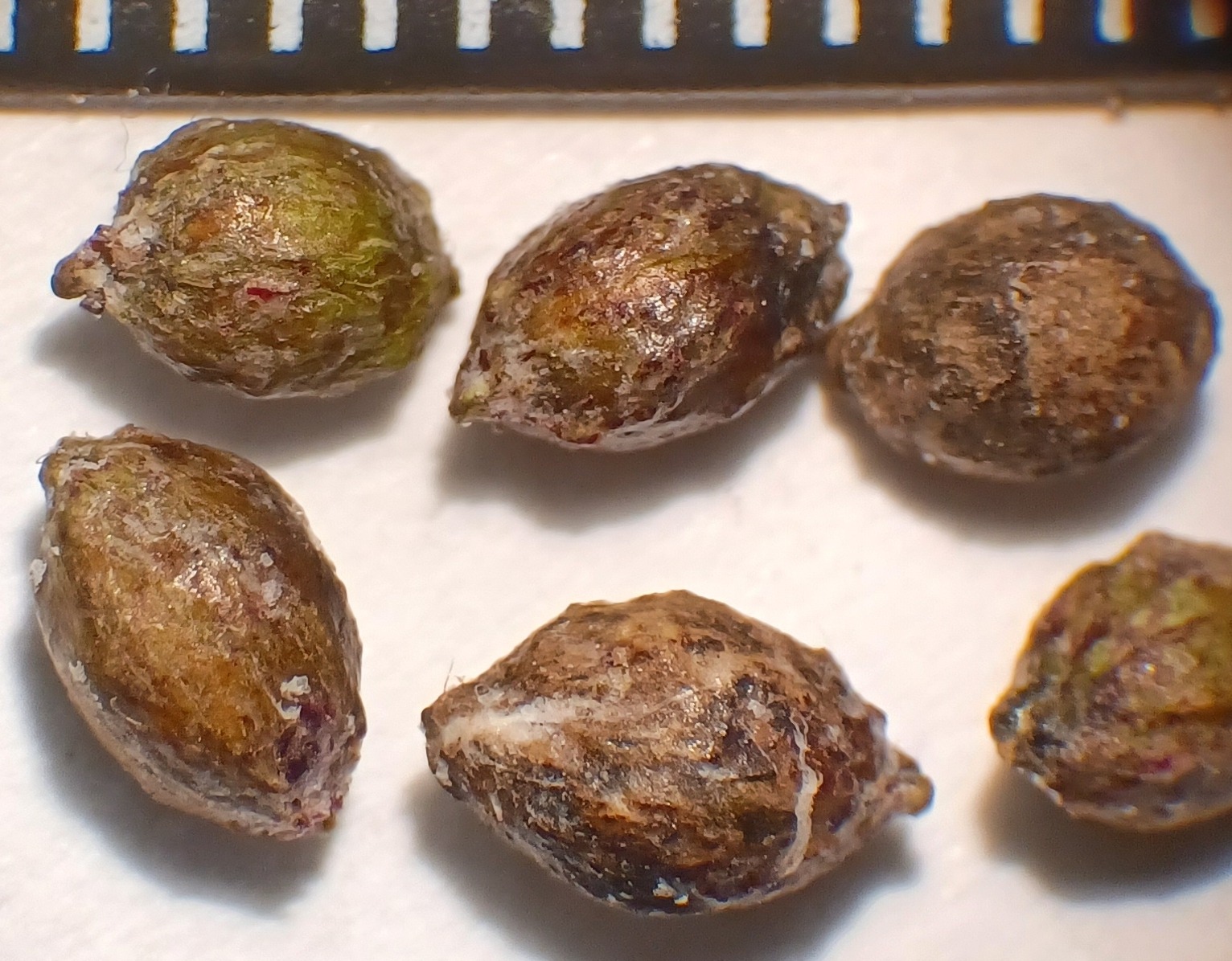 Myrica californica fruits without waxy coating. Note the mm ruler on top.