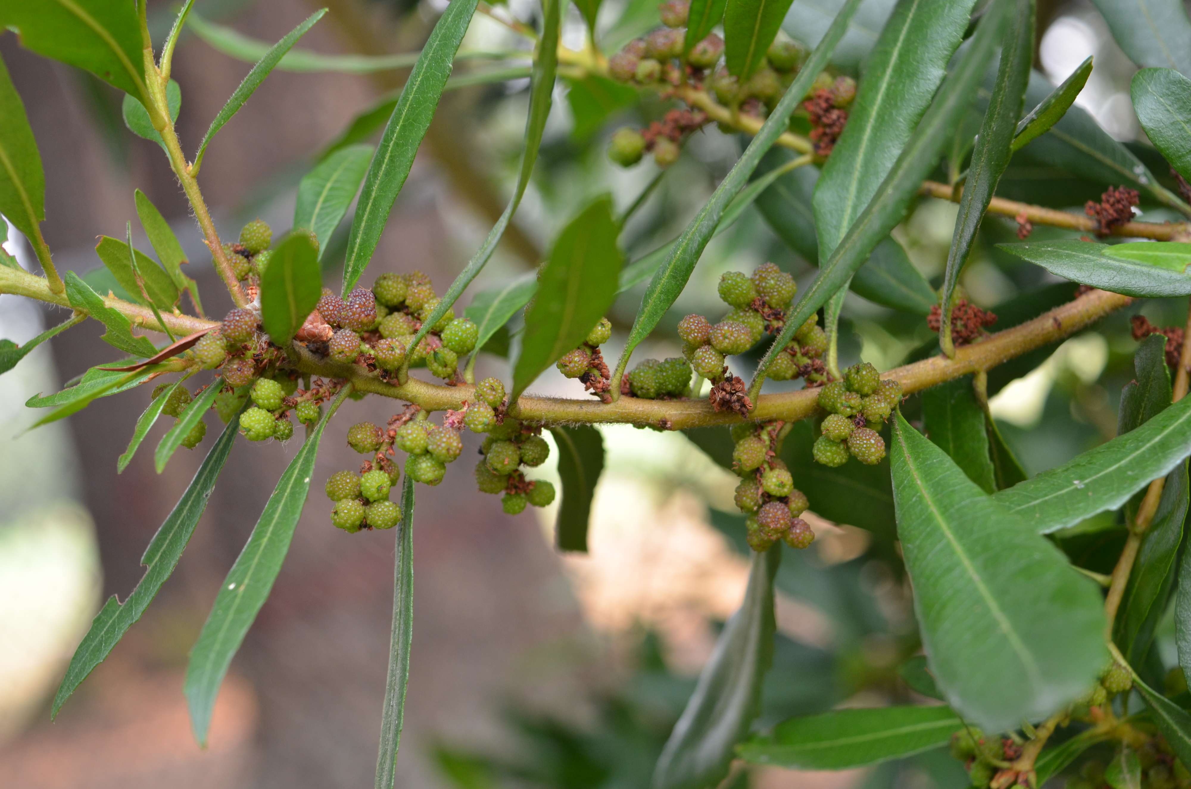 Myrica californica with immature fruits.