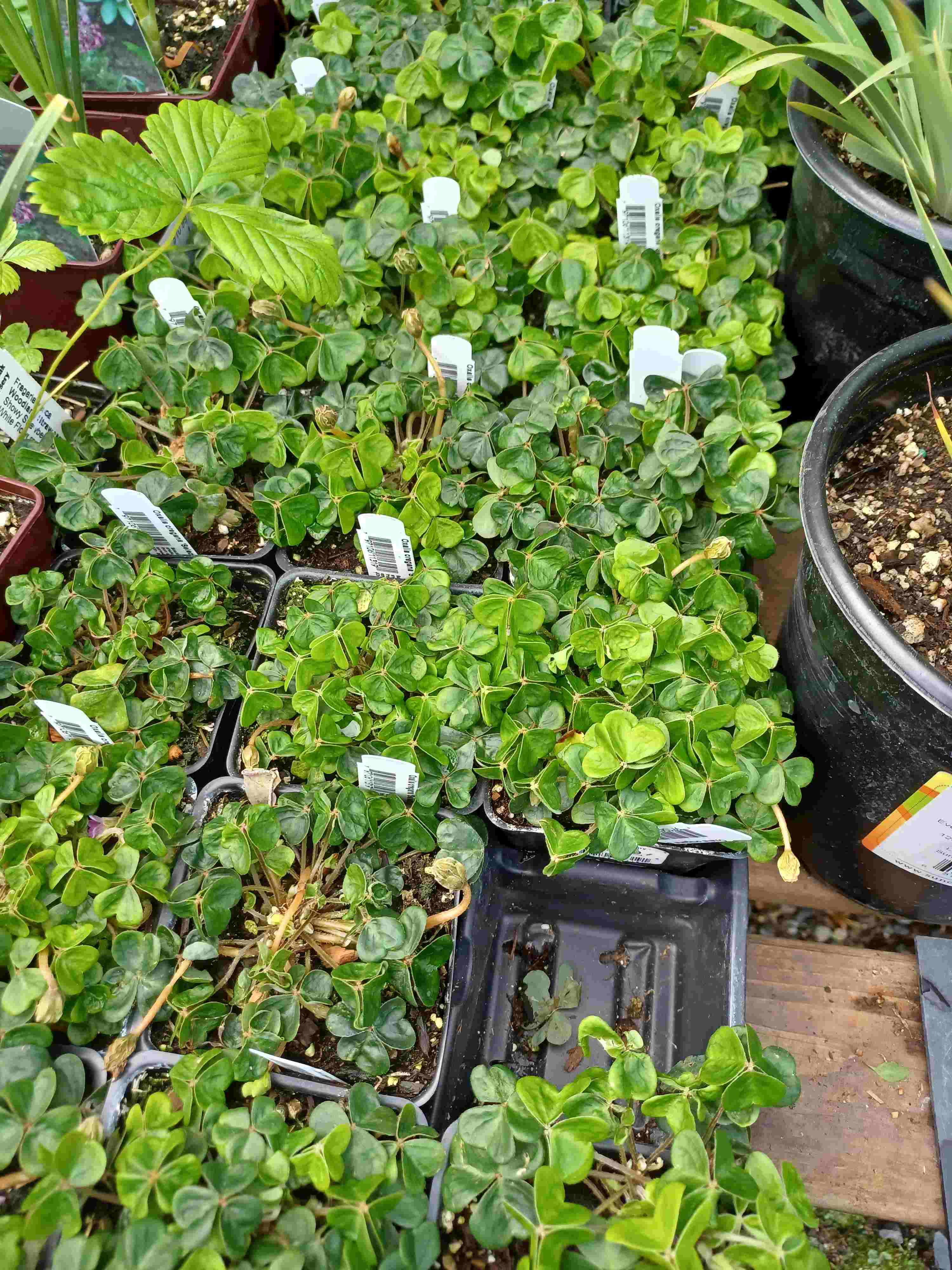 Oxalis oregana 'Select Pink' cultivar growing in 4-inch containers at a nursery near Seattle, WA.