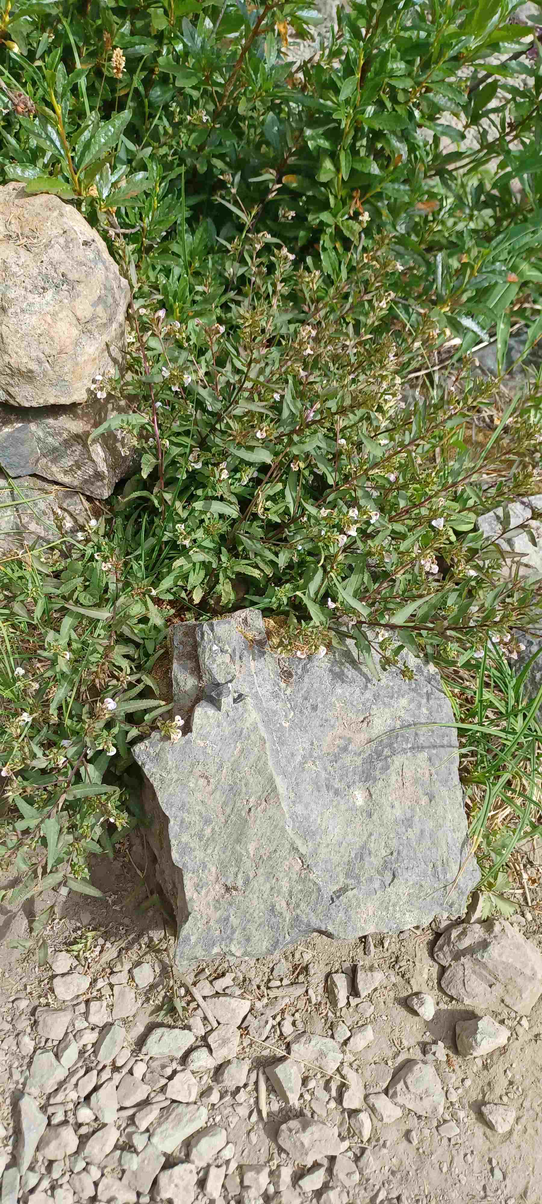 Pedicularis racemosa plant growing at mid-elevation near Marmot Pass, WA. 