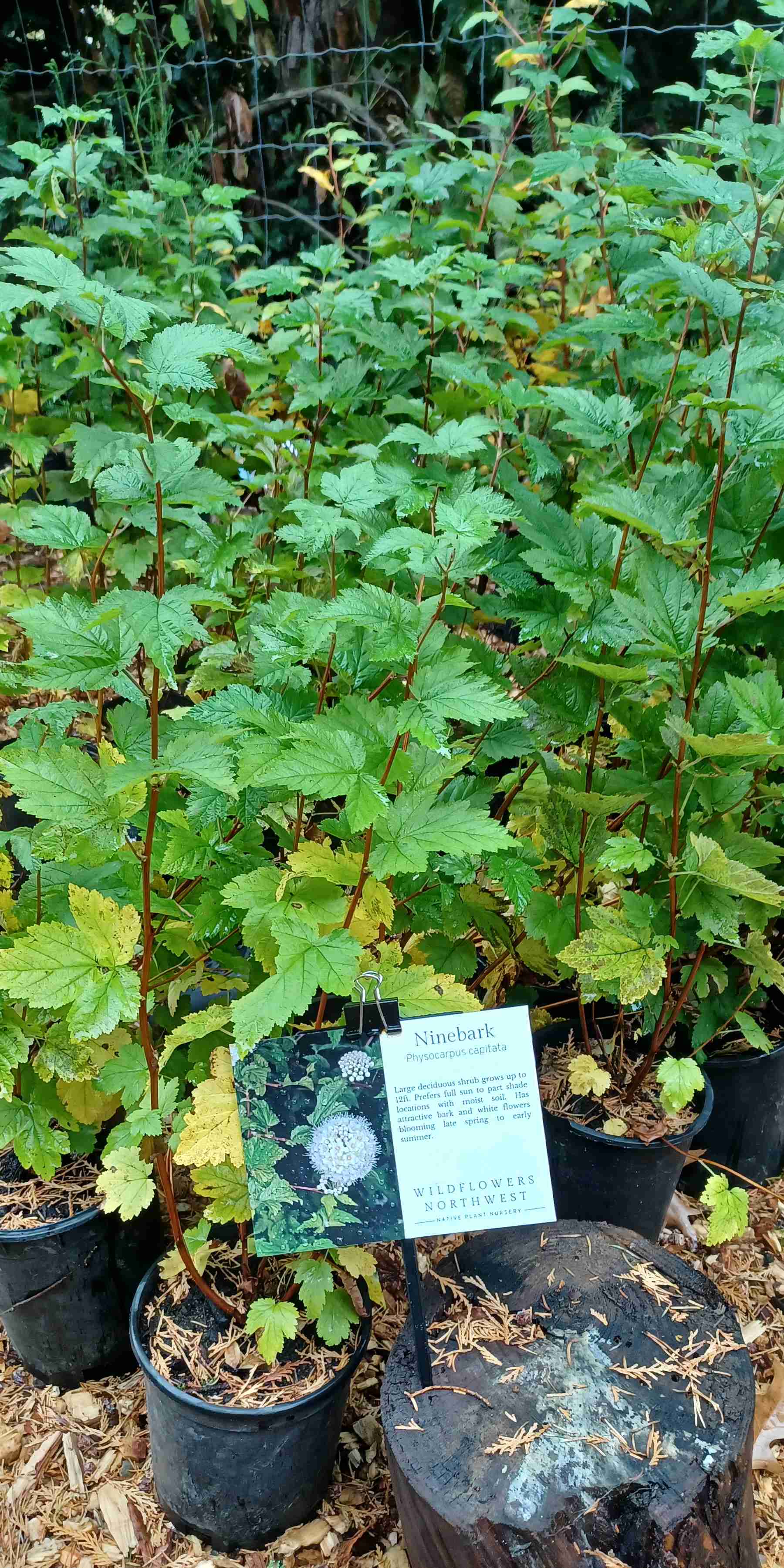 Physocarpus capitatus growing in 1-gallon containers at a native plant nursery near Seattle, WA.