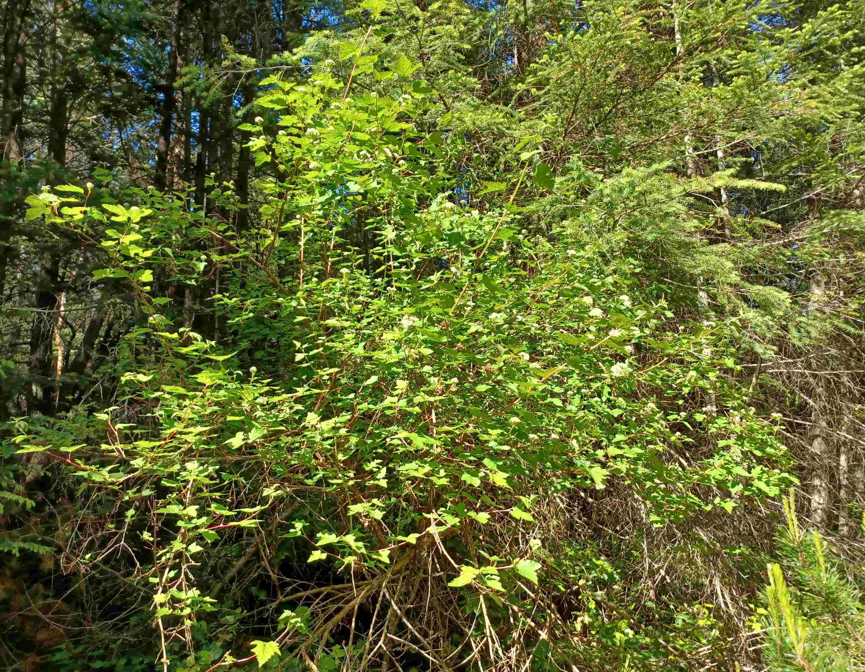 Physocarpus capitatus shrub.