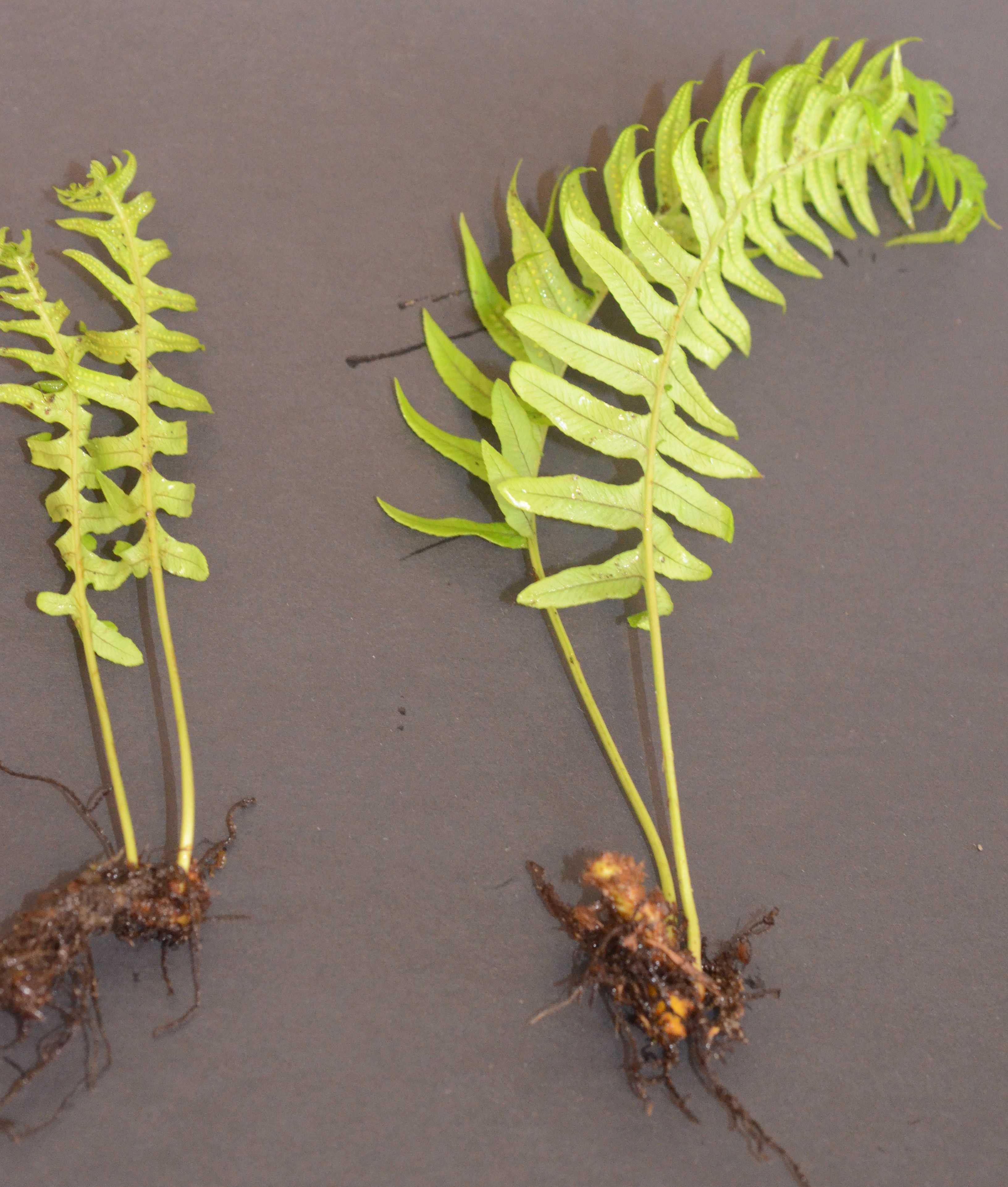 Polypodium glycyrrhiza divisions with rhizomes, roots, and leaves. 