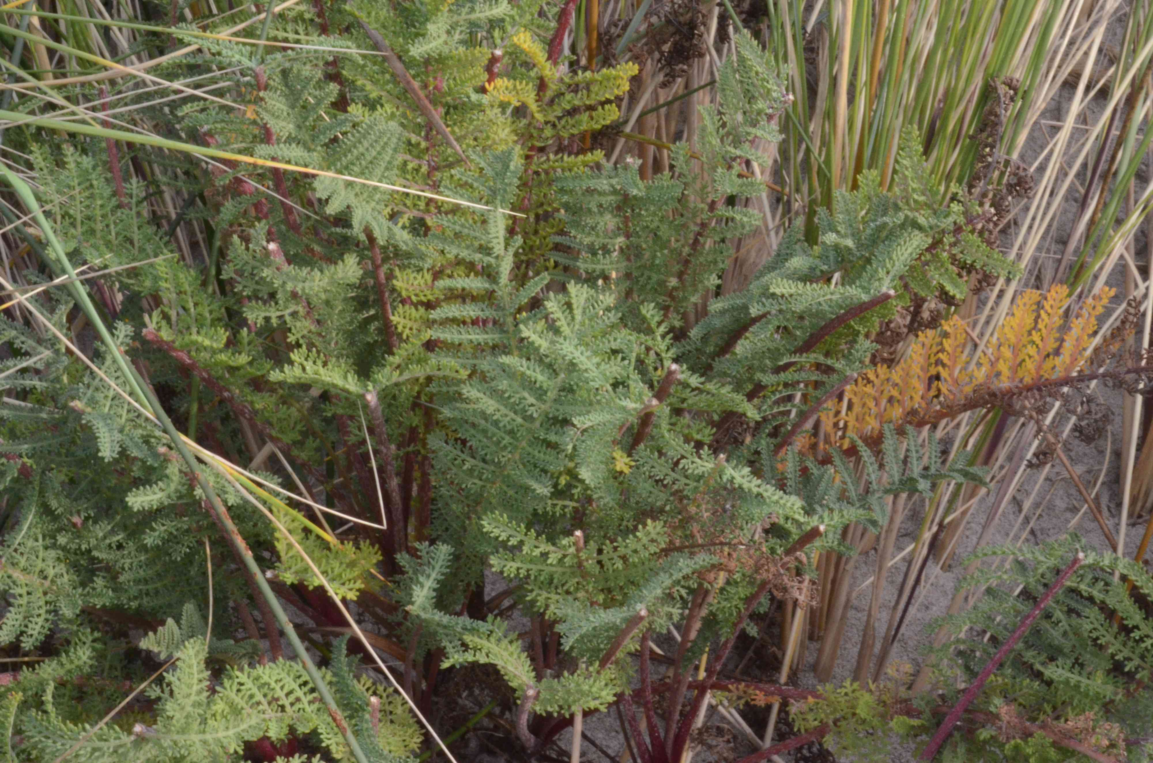 Tanacetum bipinnatum with evidence of browsing.