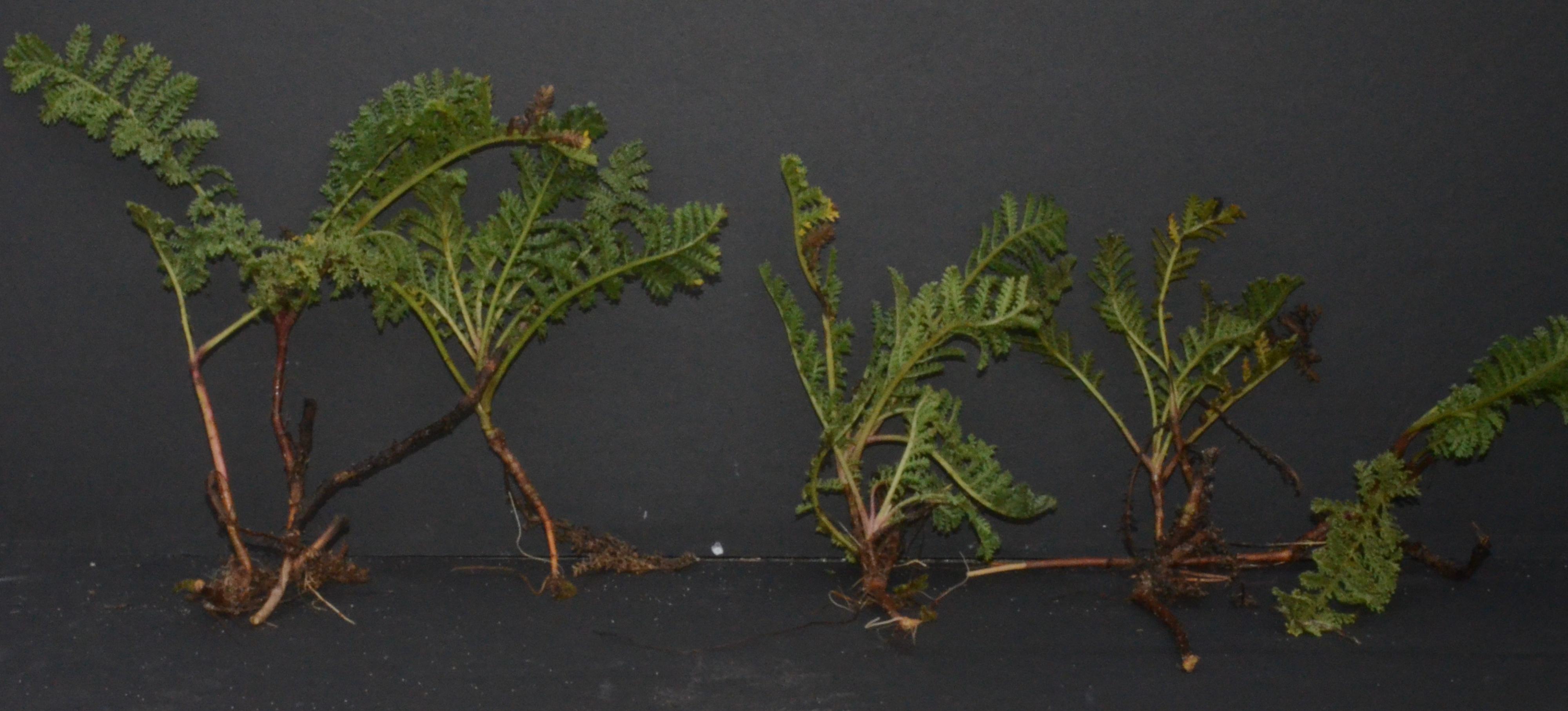 Tanacetum bipinnatum divisions with roots, stems, and leaves present. 