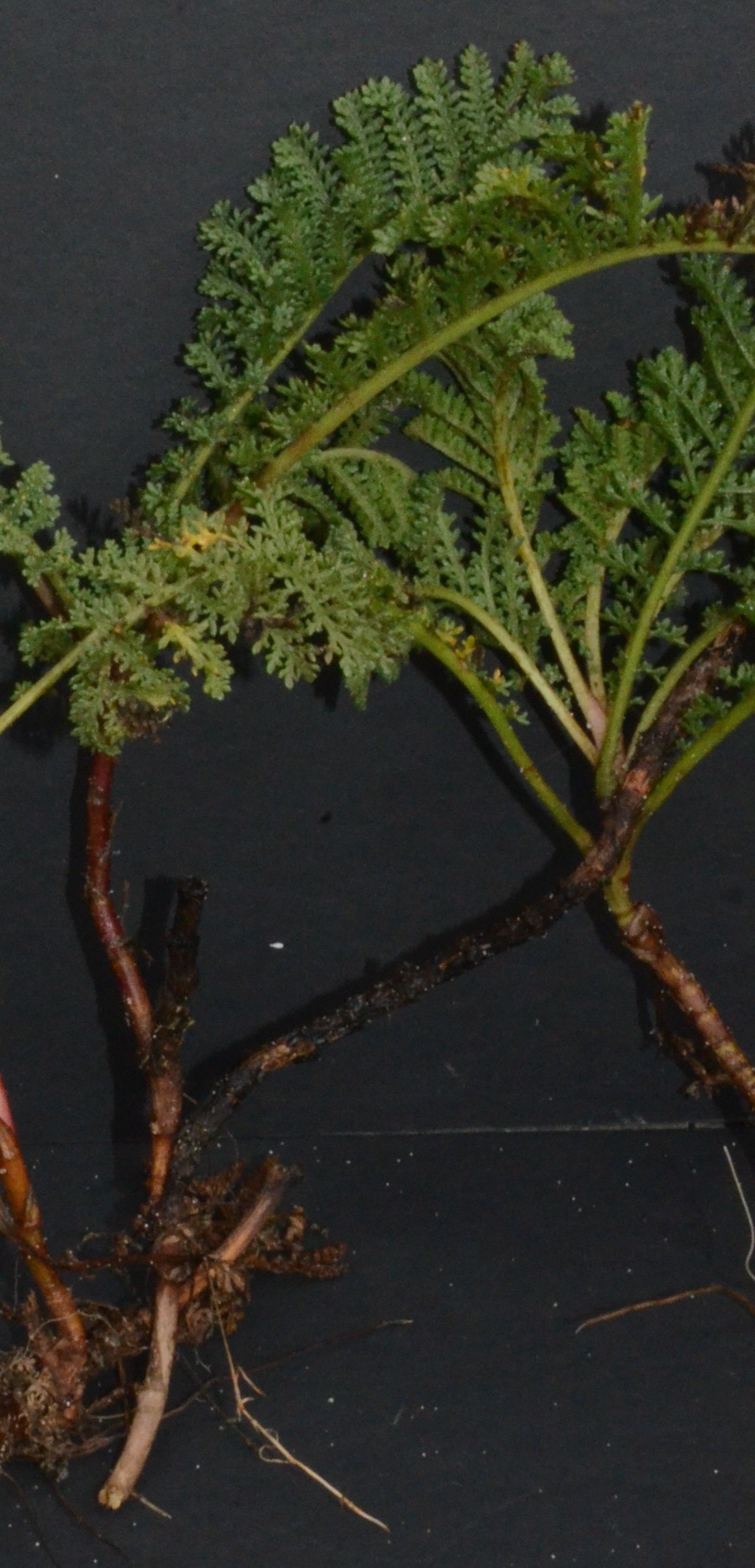 Tanacetum bipinnatum division with roots, stems, and leaves present. 