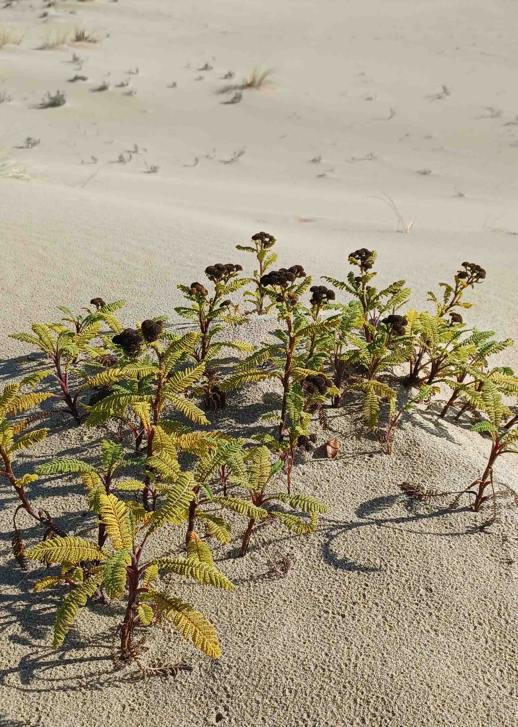 Tanacetum bipinnatum wild plant growing in coastal sand dunes near Florence, OR.