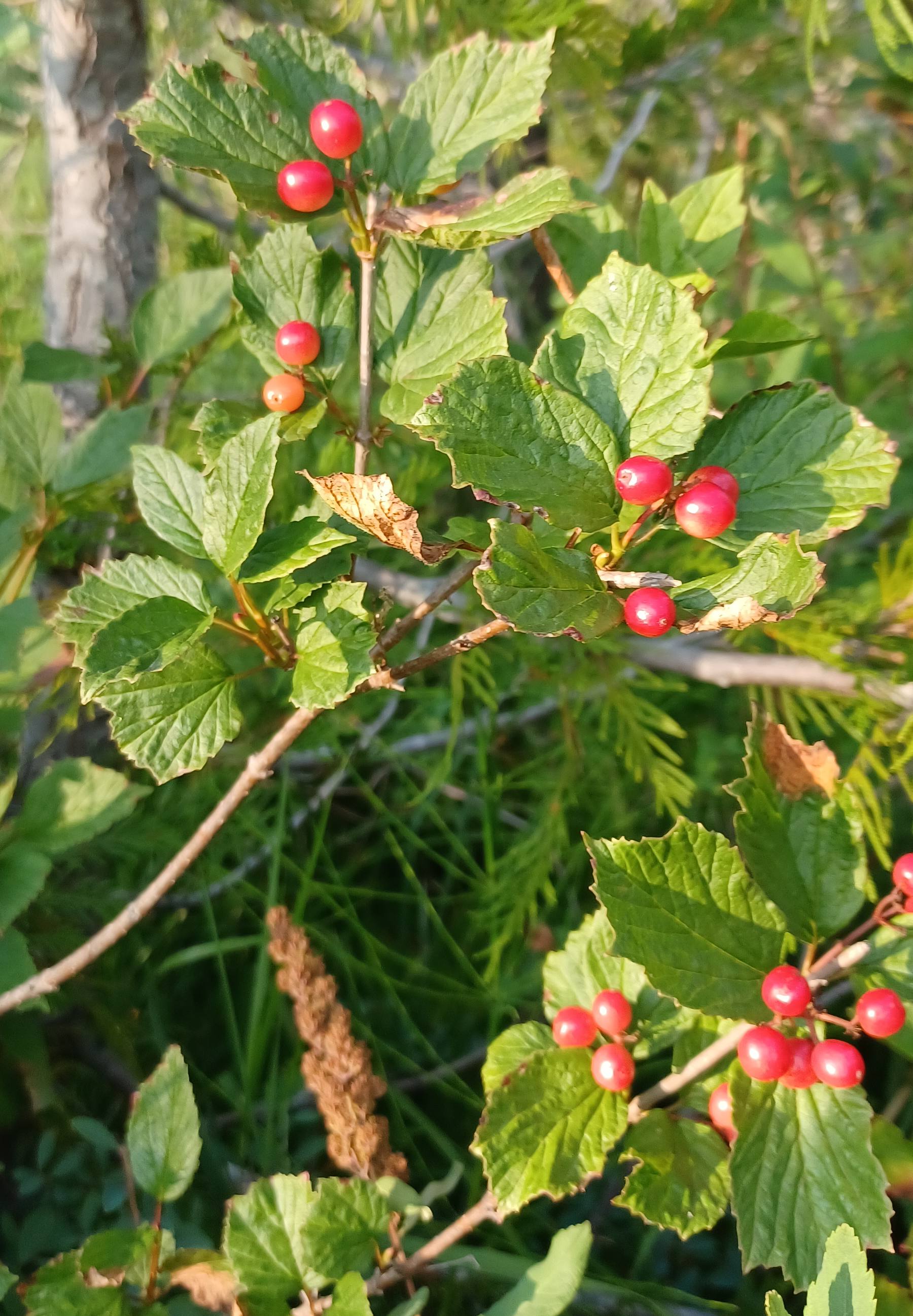 Viburnum edule fruits.