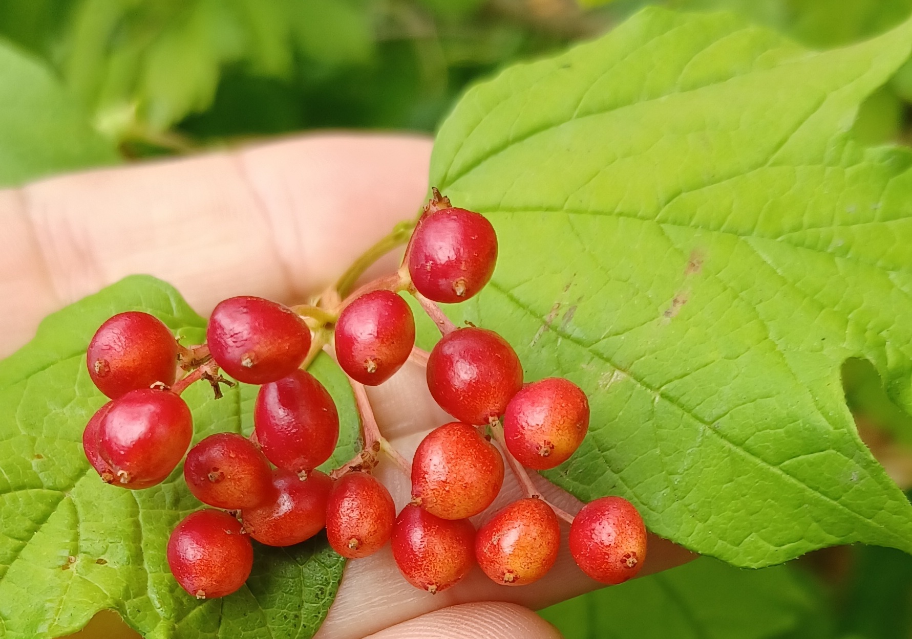 Viburnum edule fruits.