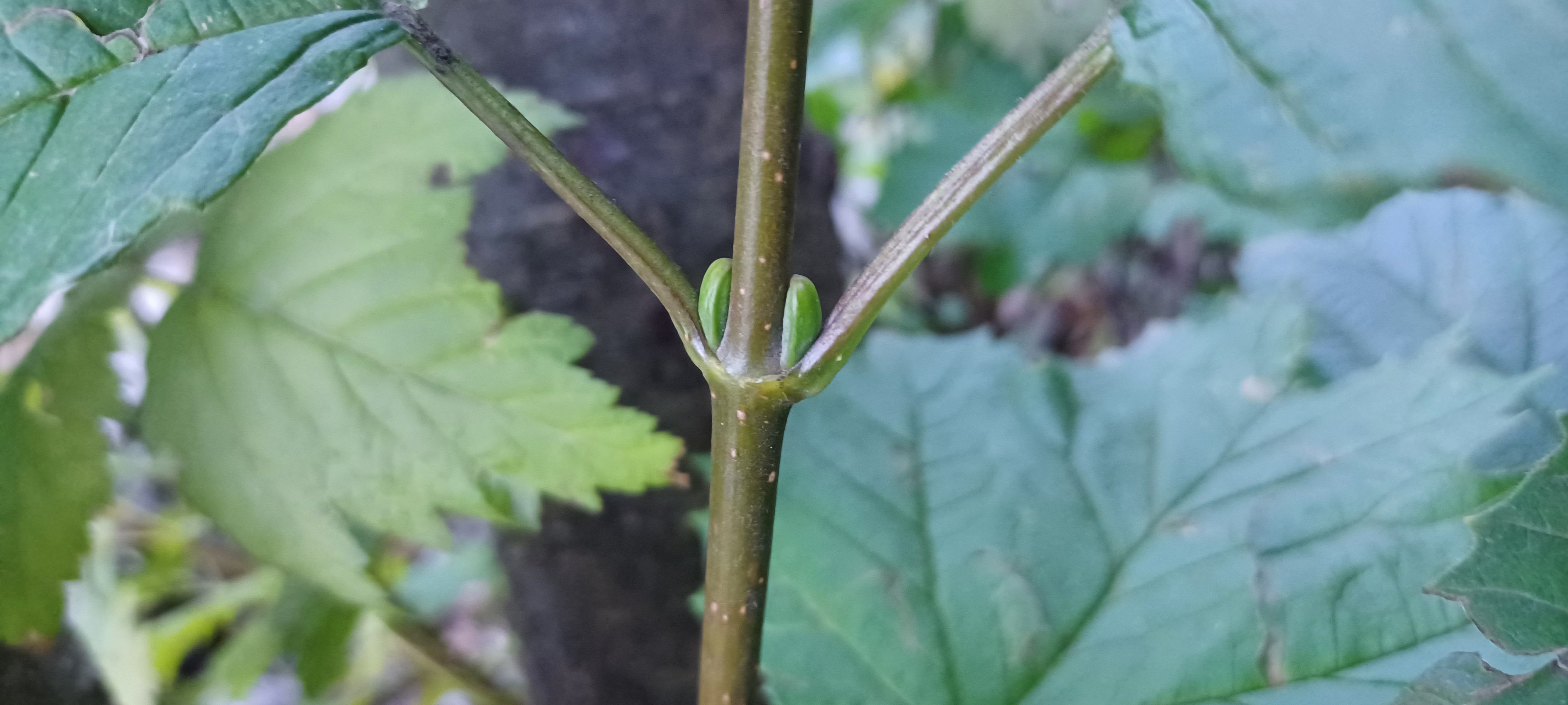 Viburnum edule leaf buds.