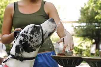 dog drinking out of a benson bubbler
