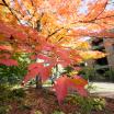 Fall leaves at PSU